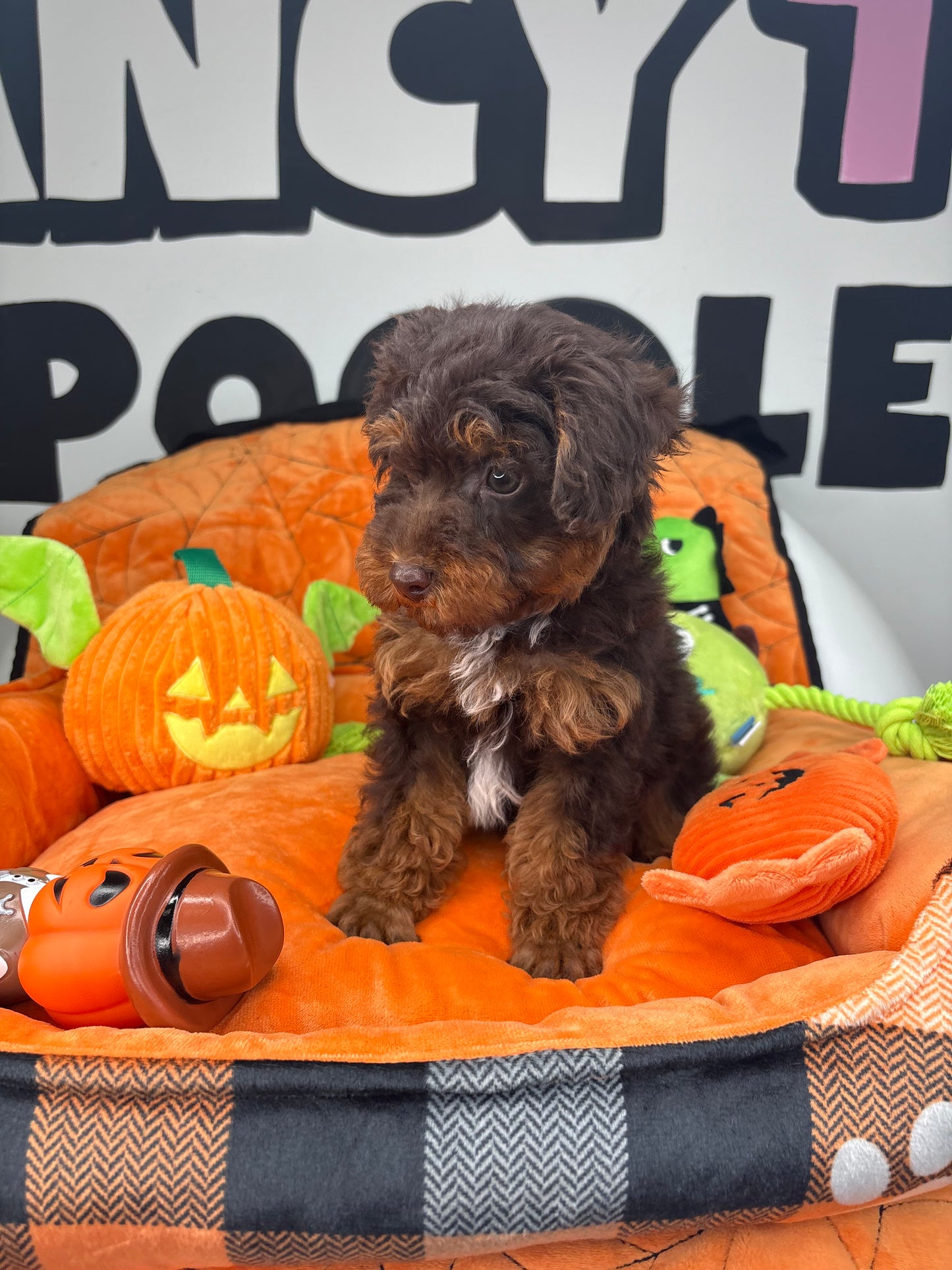 Chocolate Phantom Male Toy Poodle (Deposit Only‼️Please Read The Description Below‼️)