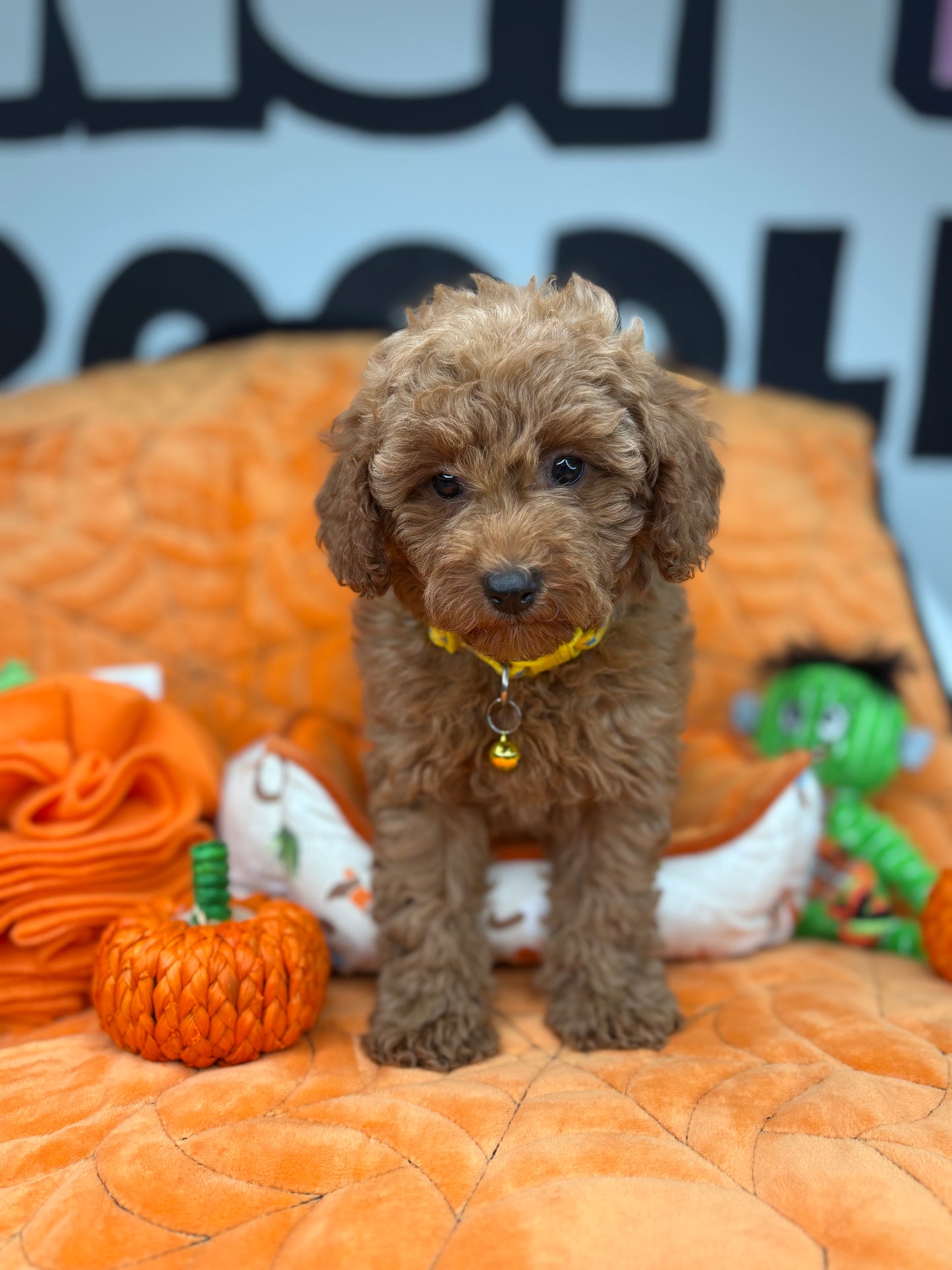 Apricot Female Toy Poodle ( Deposit Only, Please Read The DESCRIPTION Below‼️)
