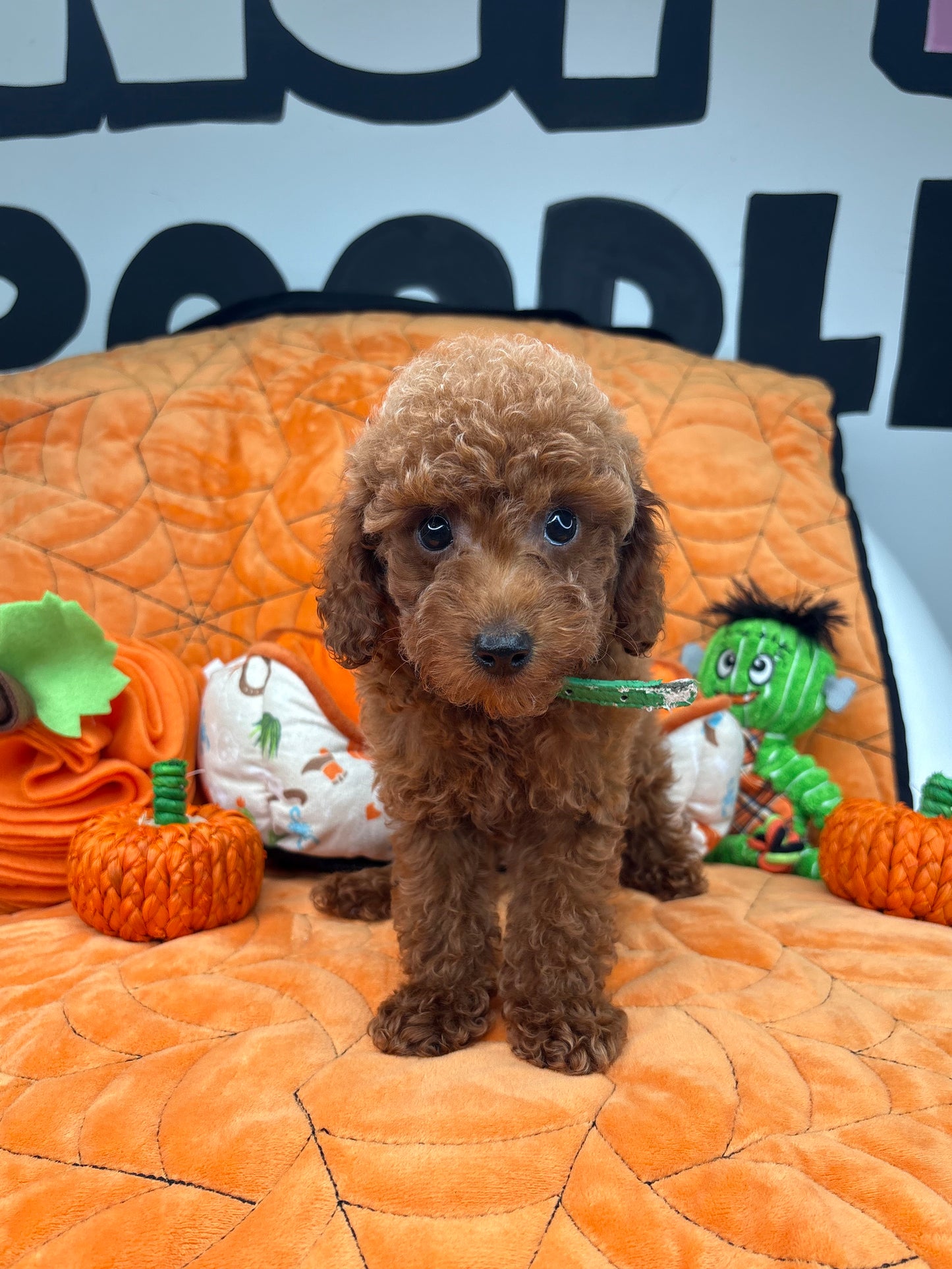 Red Male Teacup Poodle (Deposit Only‼️ Please Red The DESCRIPTION Below‼️)