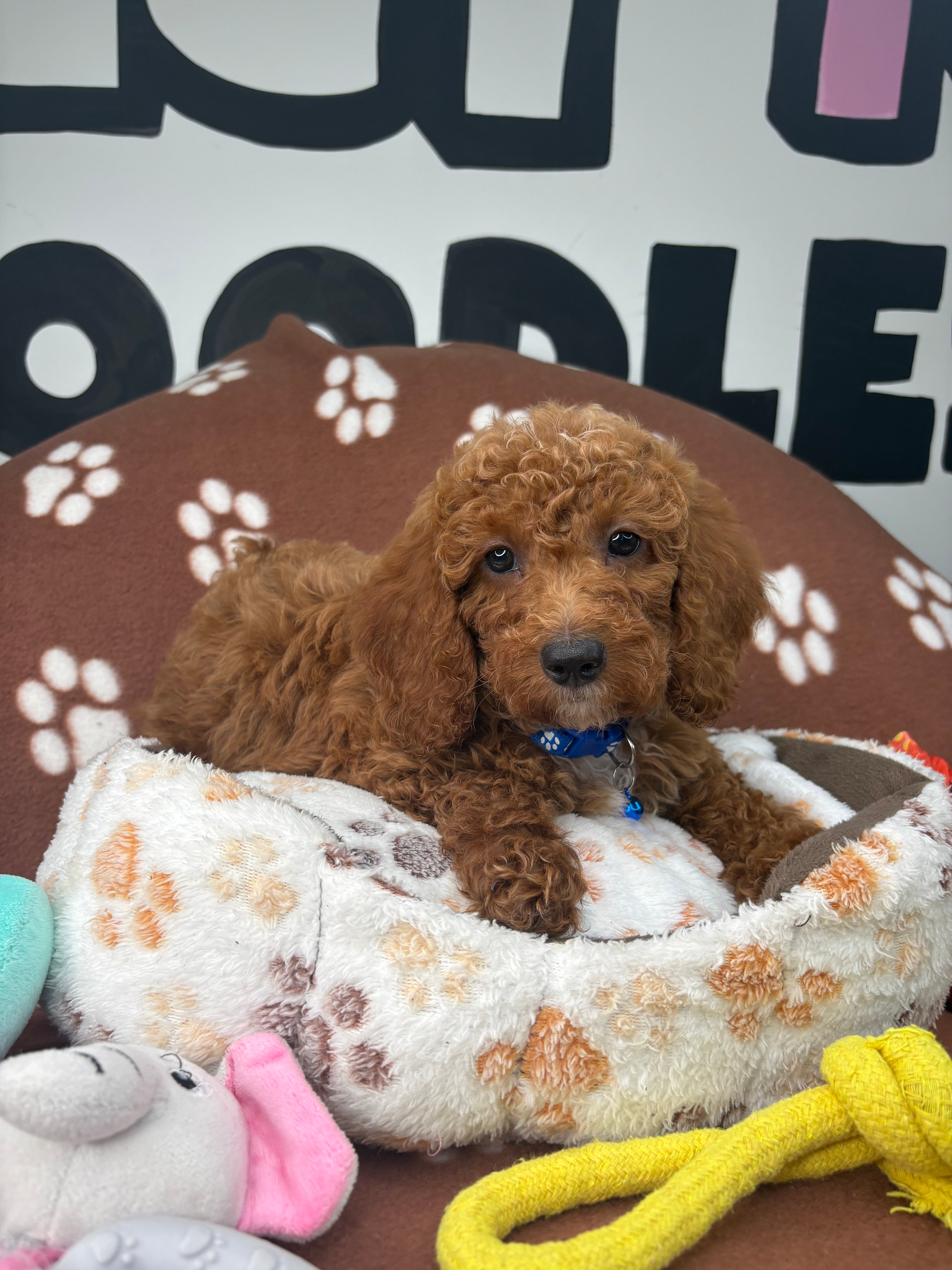 Cherry Red Female Miniature Poodle (Deposit Only ‼️ Please Read DESCRIPTION Below‼️)