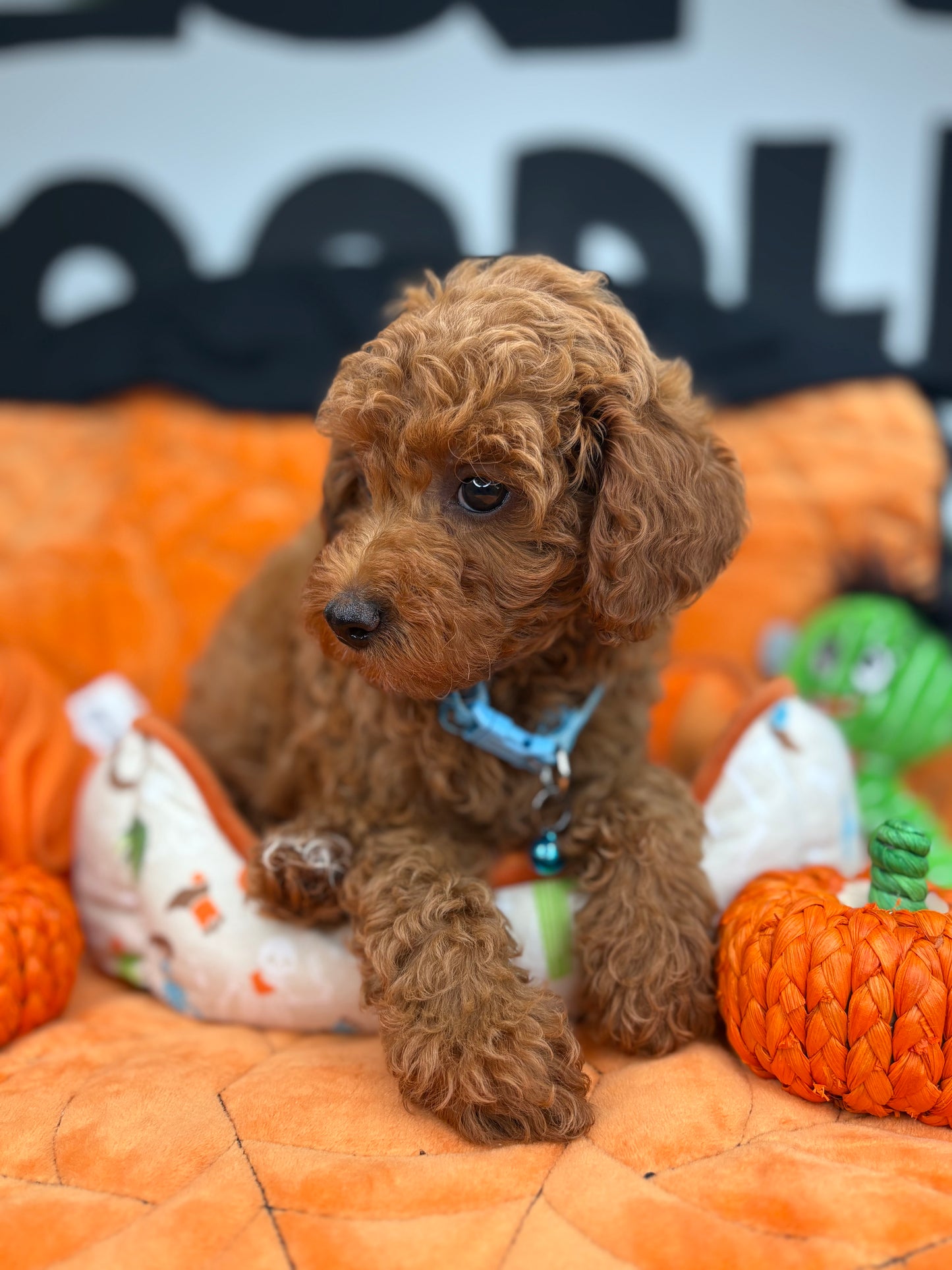 Red Female Toy Poodle (Deposit Only‼️ Please Read The DESCRIPTION Below‼️)
