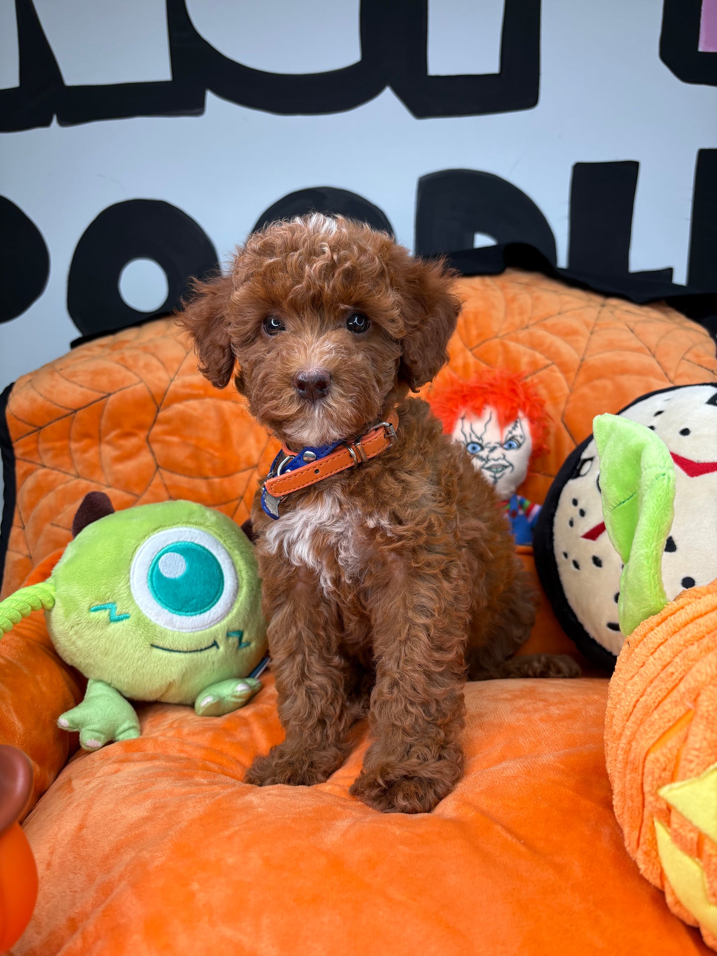 Red Female Toy Poodle (Deposit Only‼️Please Read The Description Below‼️)