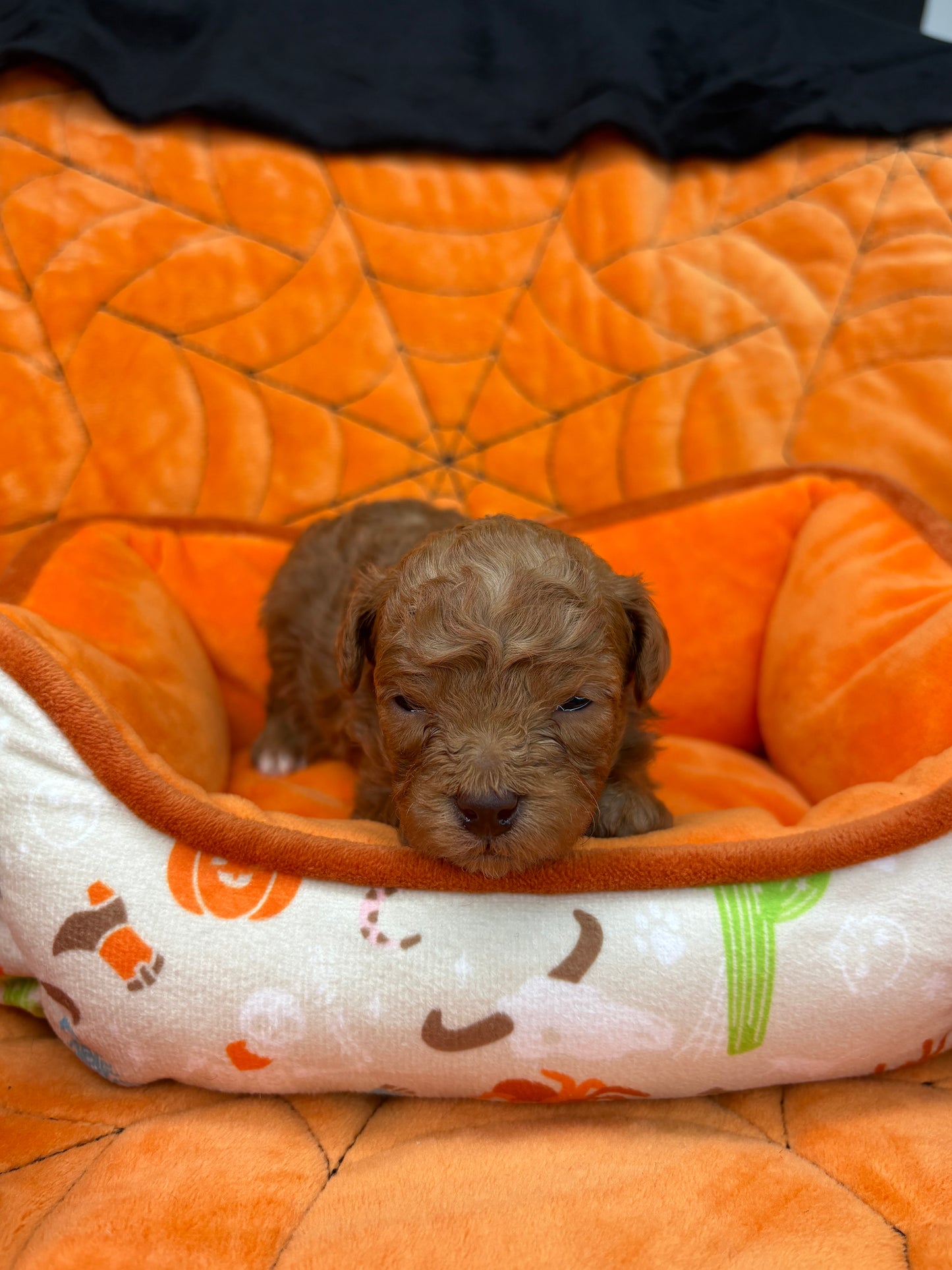Leo Apricot Teacup Poodle 🐩 (Deposit Only ‼️Please Read The Description Below‼️)