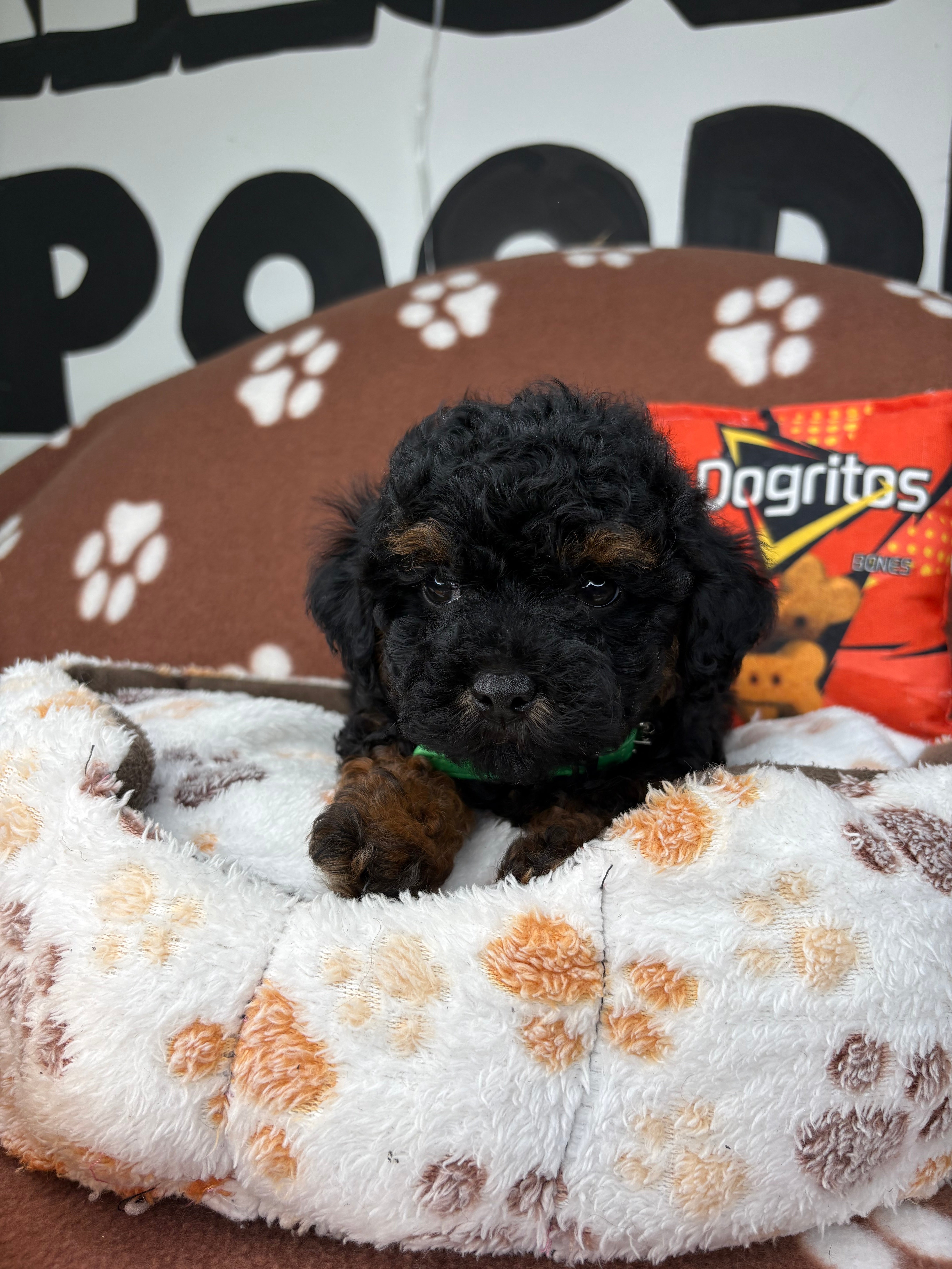 Red Phantom Male Teacup Poodle (Deposit Only‼️Please Read The Description Below‼️)