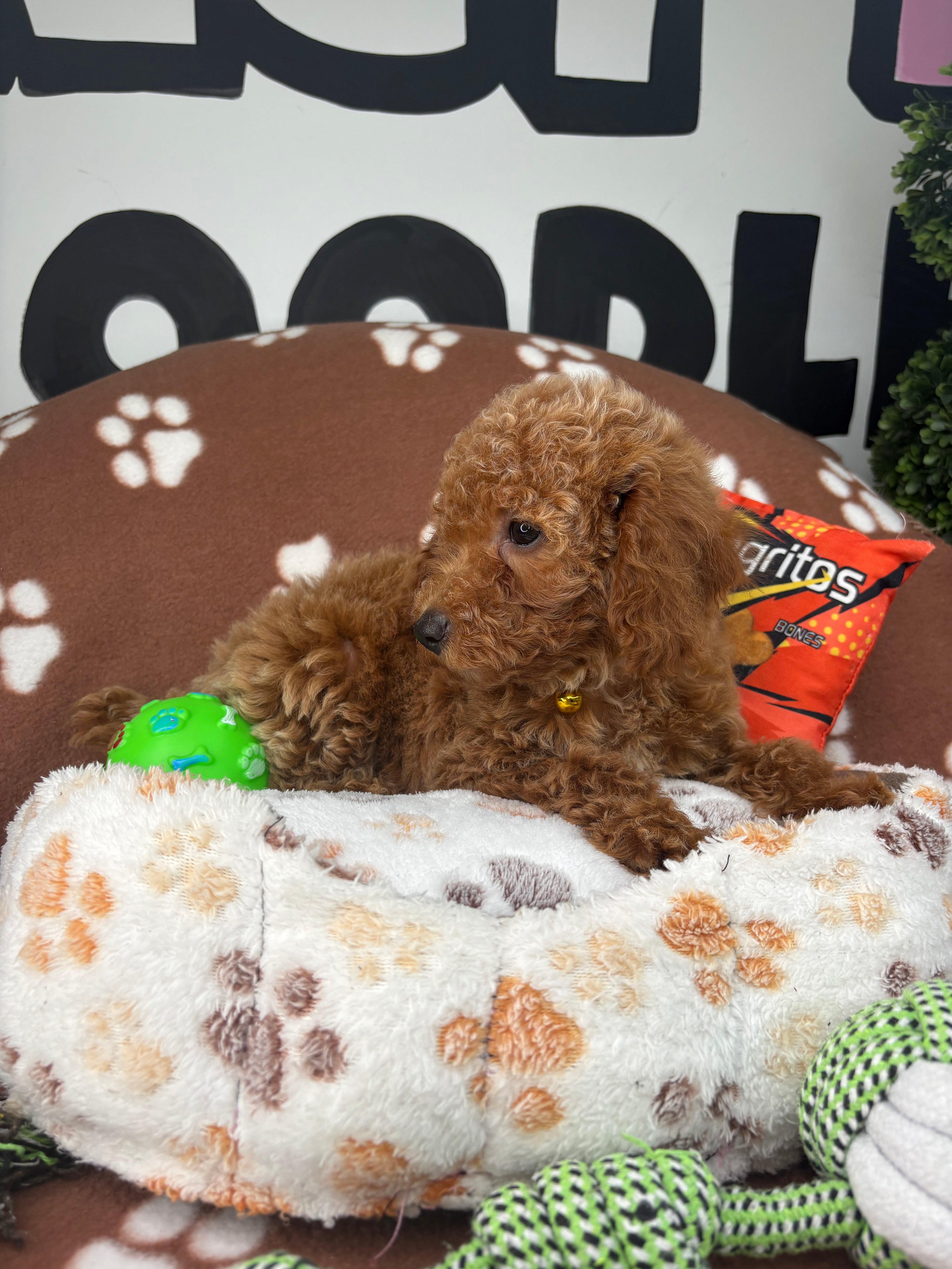 Apricot Female Miniature Poodle (Deposit Only, Please Read The Description Below‼️)