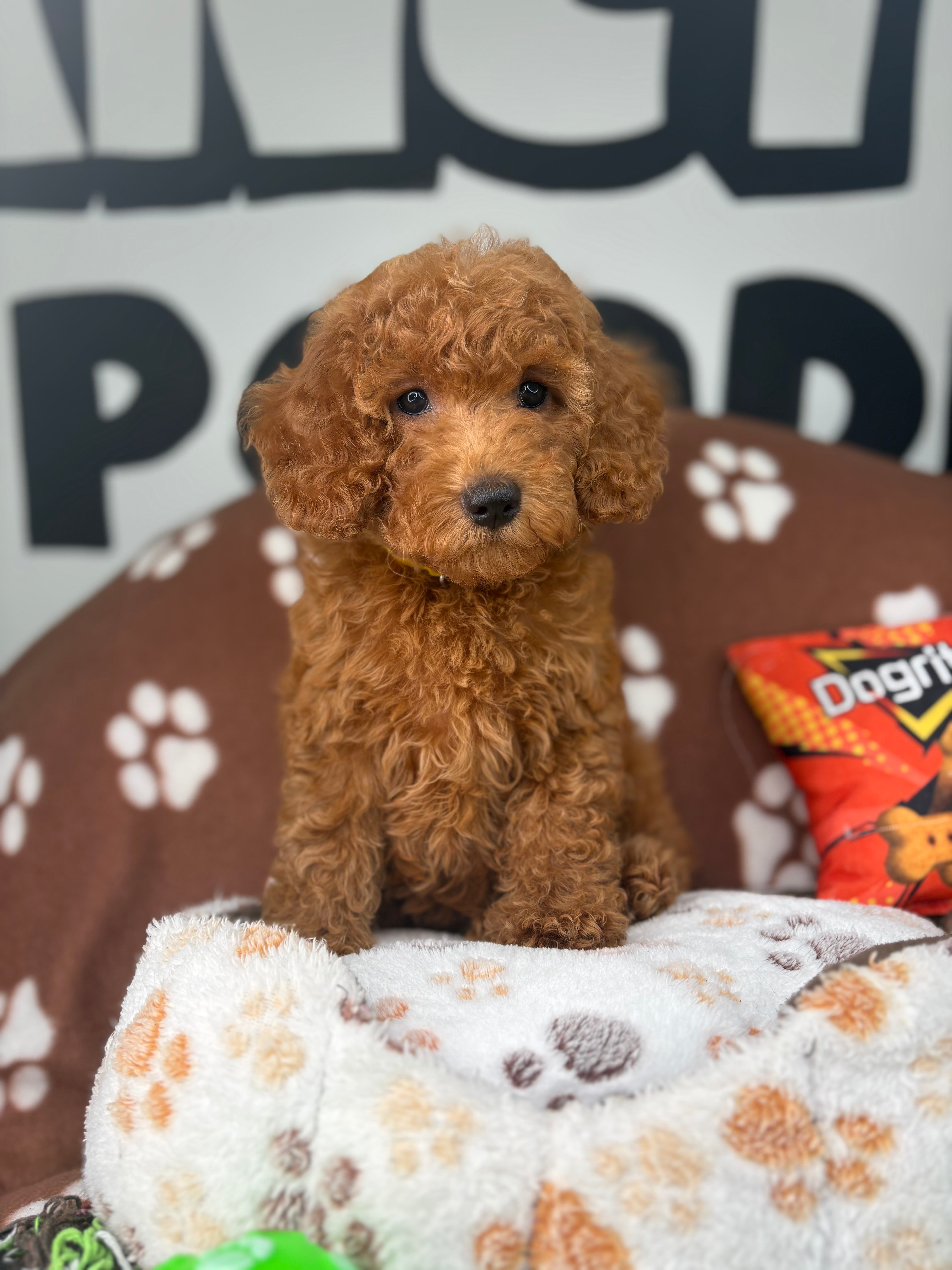 Apricot Female Miniture Poodle (Deposit Only, Please Read The Description Below‼️)