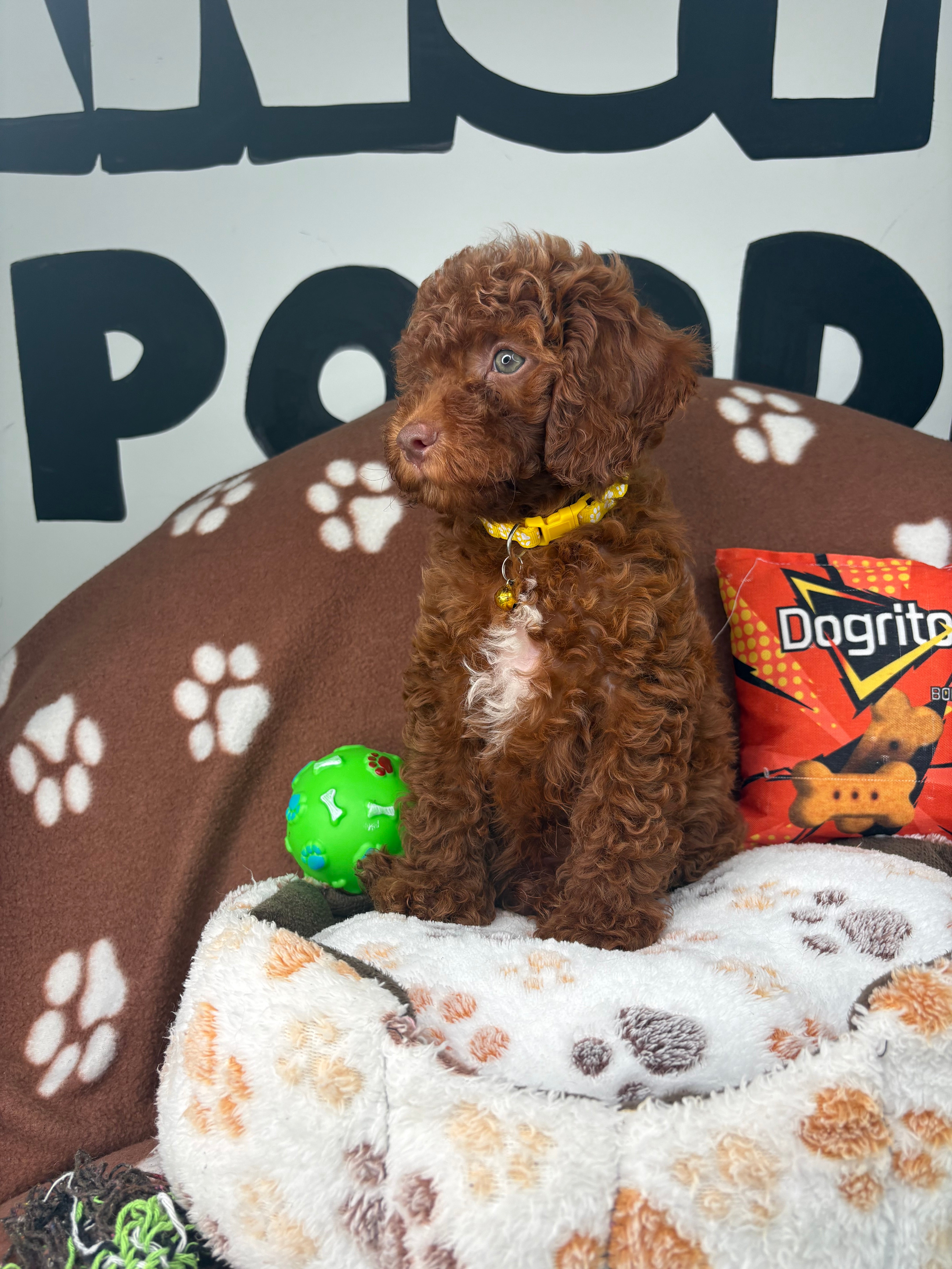 Dark Red Male (Blue Eyes Red Nose)  Miniature Poodle ( Deposit Only, Please Read The DESCRIPTION Below‼️)