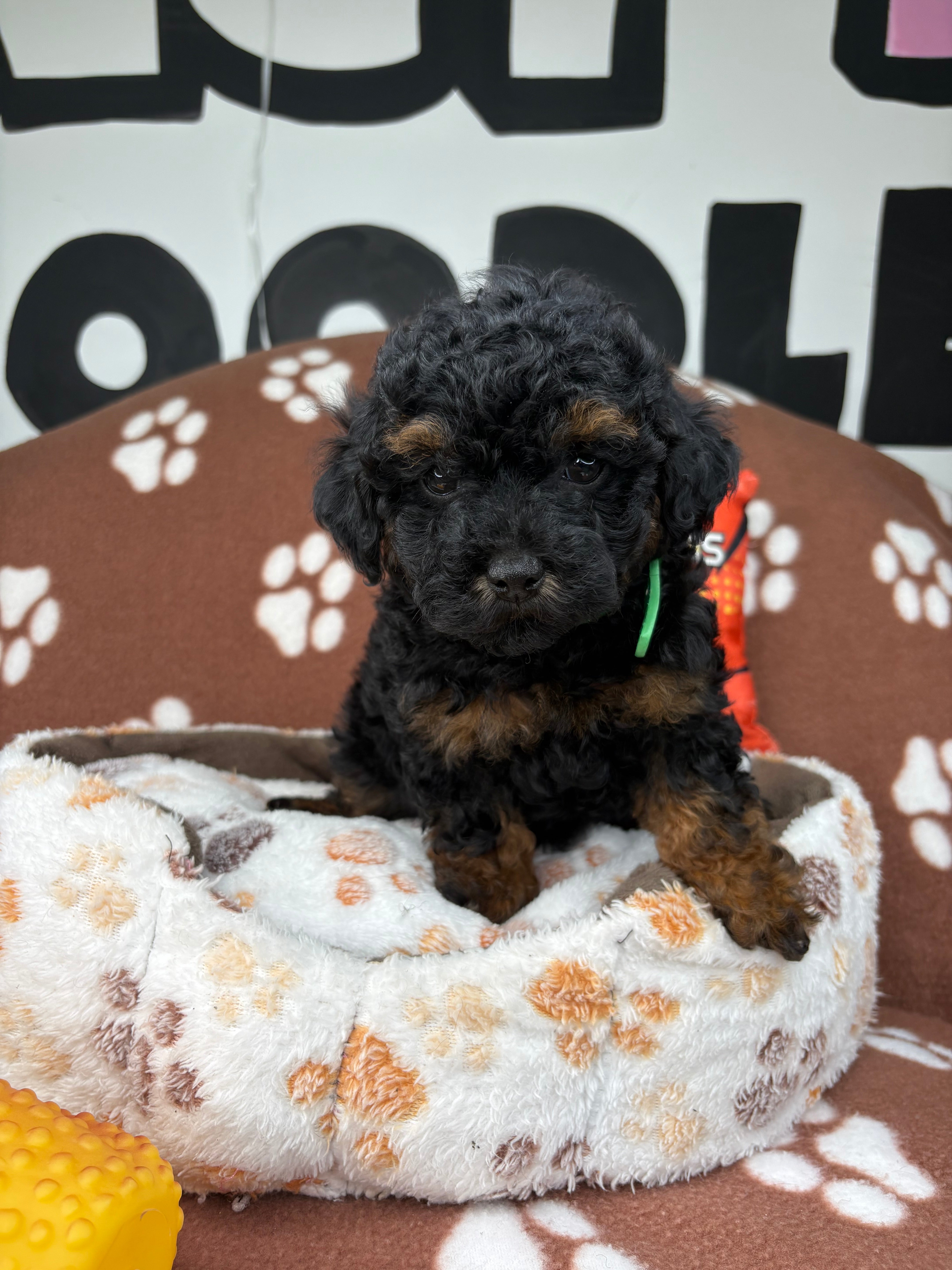 Red Phantom Male Teacup Poodle (Deposit Only‼️Please Read The Description Below‼️)
