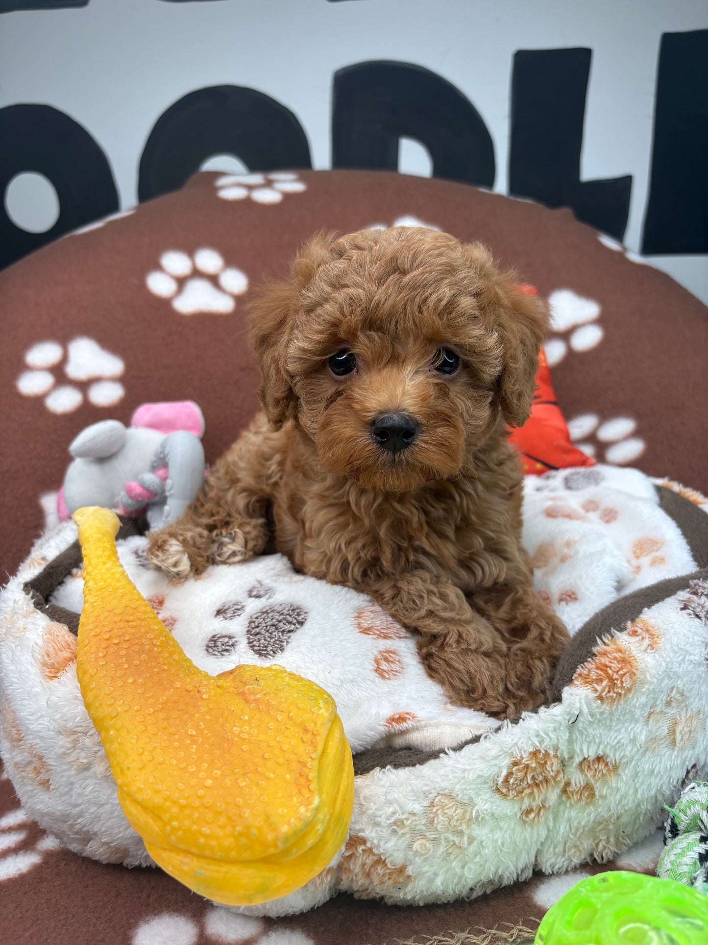 Red Male Toy Poodle  ( Deposit Only‼️Please Read The Description Below‼️)
