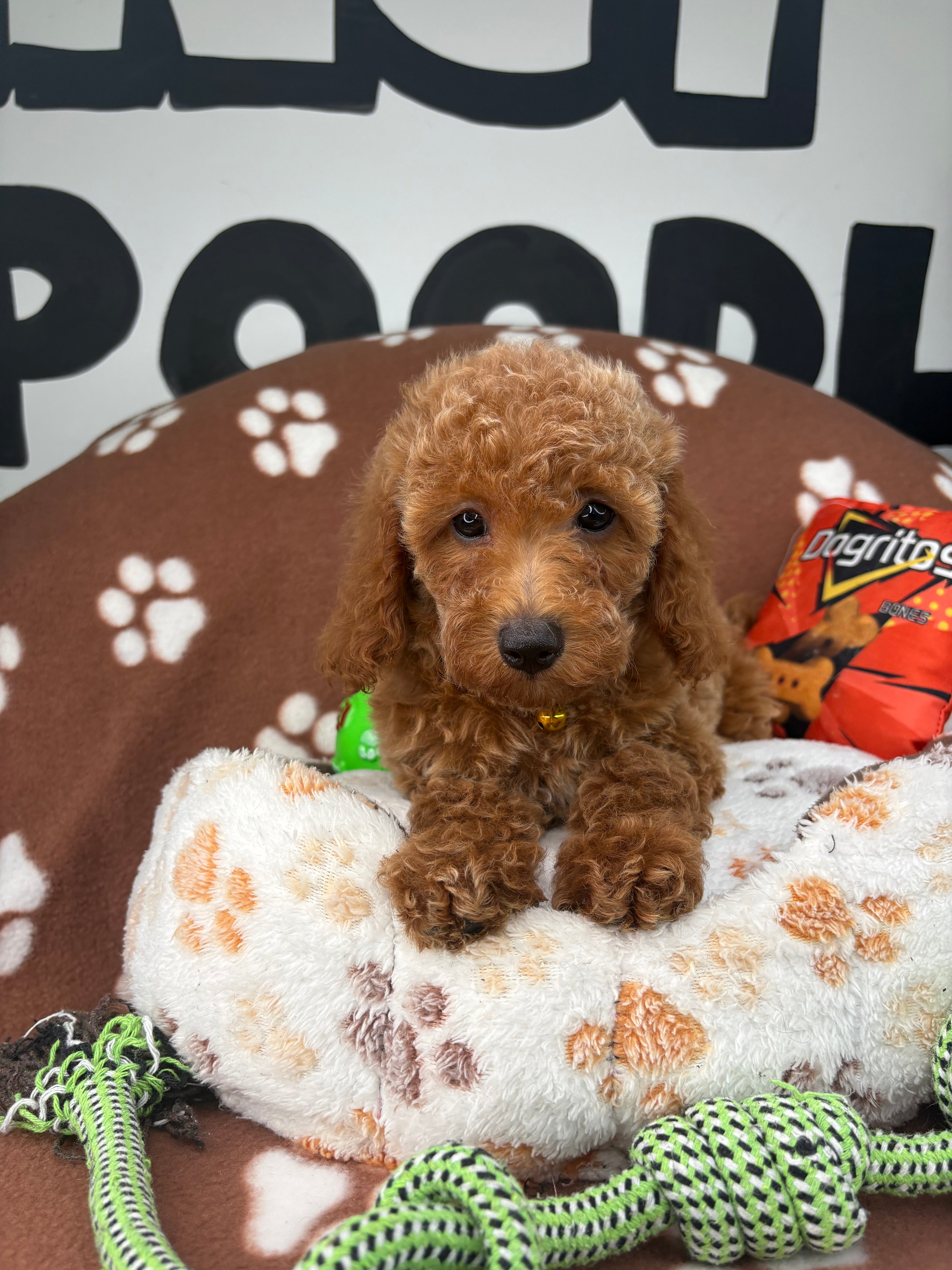 Apricot Female Miniature Poodle (Deposit Only, Please Read The Description Below‼️)