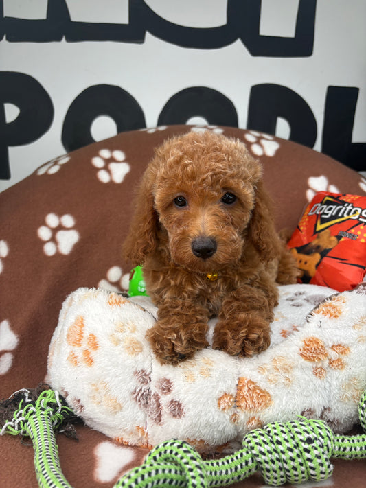 Apricot Female Miniature Poodle (Deposit Only, Please Read The Description Below‼️)