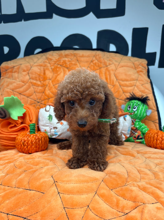 Red Male Teacup Poodle (Deposit Only‼️ Please Red The DESCRIPTION Below‼️)