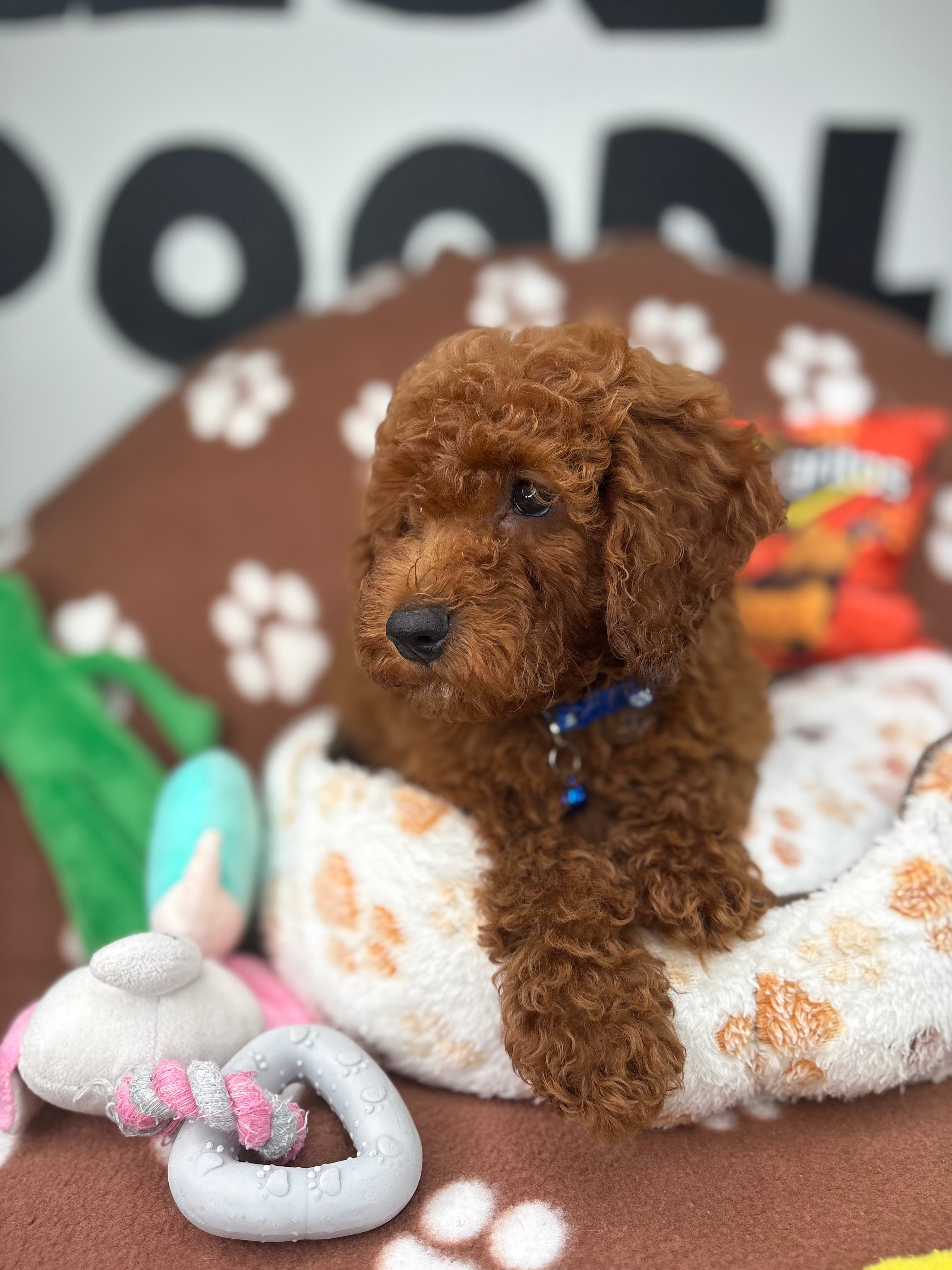 Dark Red Male Miniture Poodle (Deposit Only, Please Read The Description Below‼️)