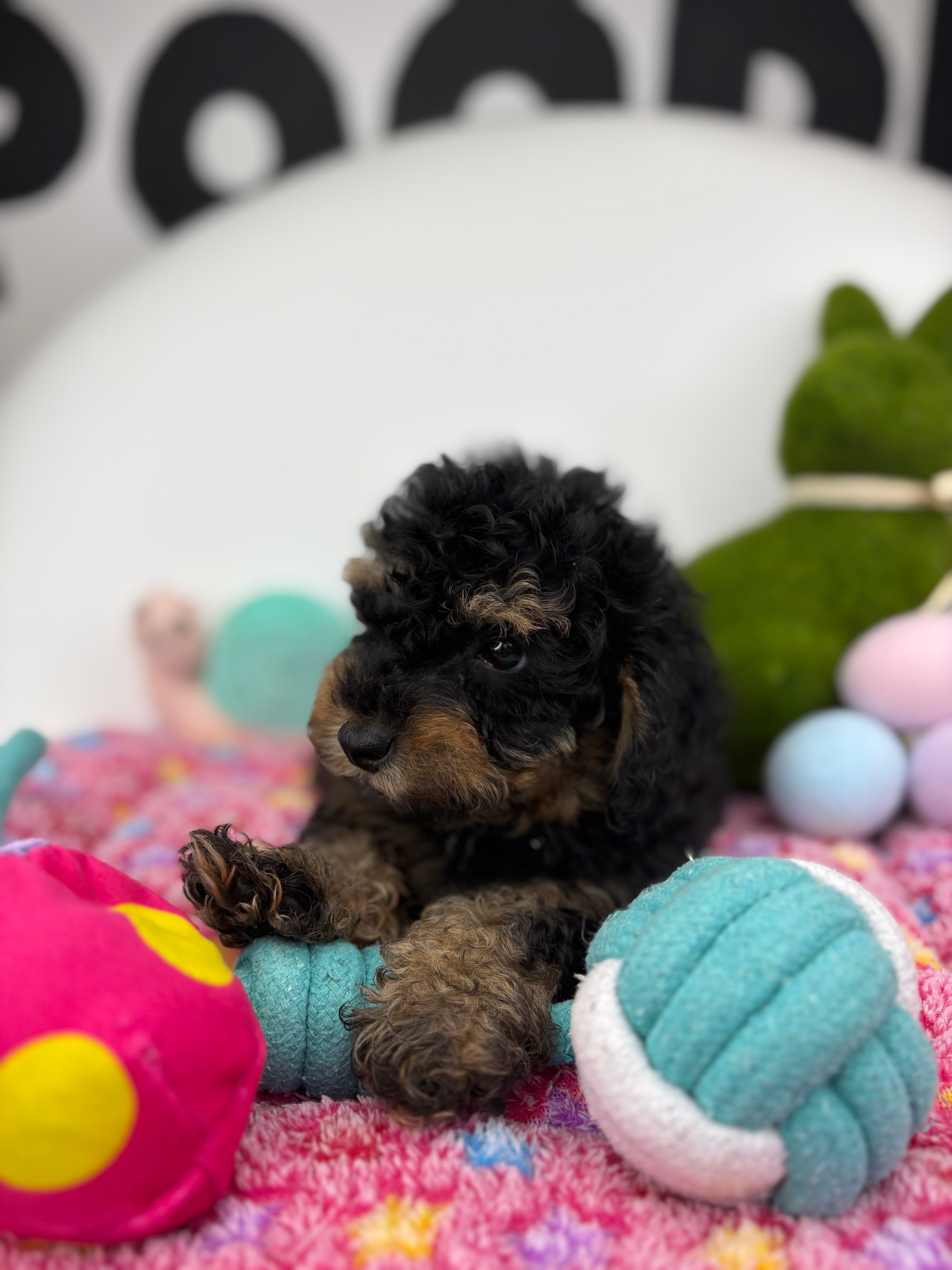 Red Phantom Male Teacup Poodle (Deposit Only Please Read The DESCRIPTION Below‼️