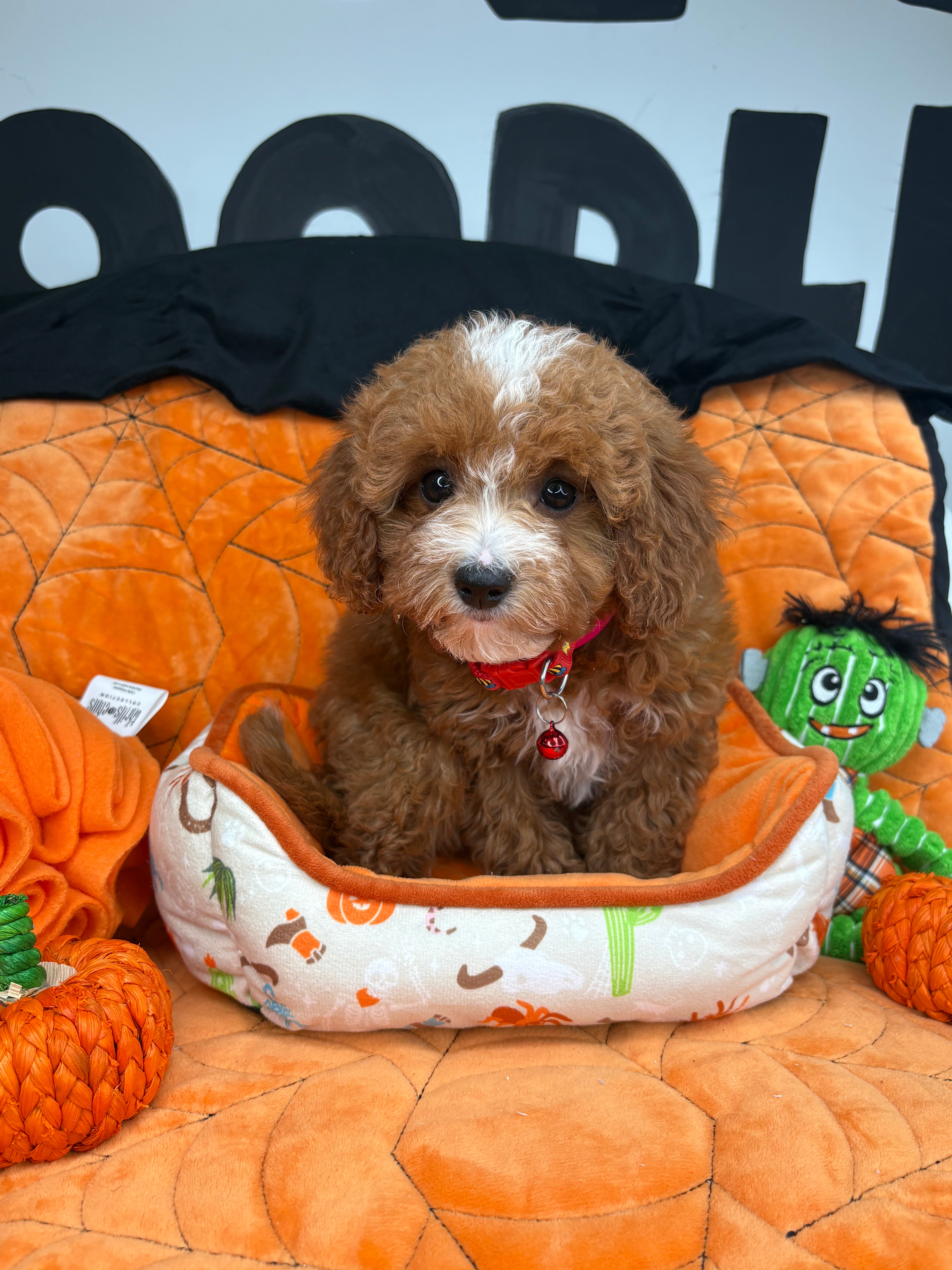 Red And White Female Miniture Poodle (Deposit Only, Please Read The Description Below‼️)