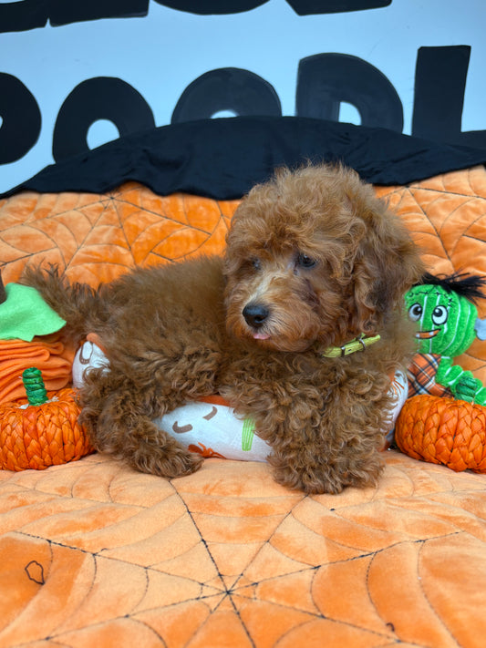 Apricot Male Miniature Poodle (Deposit Only ‼️ Please Read The DESCRIPTION Below‼️)