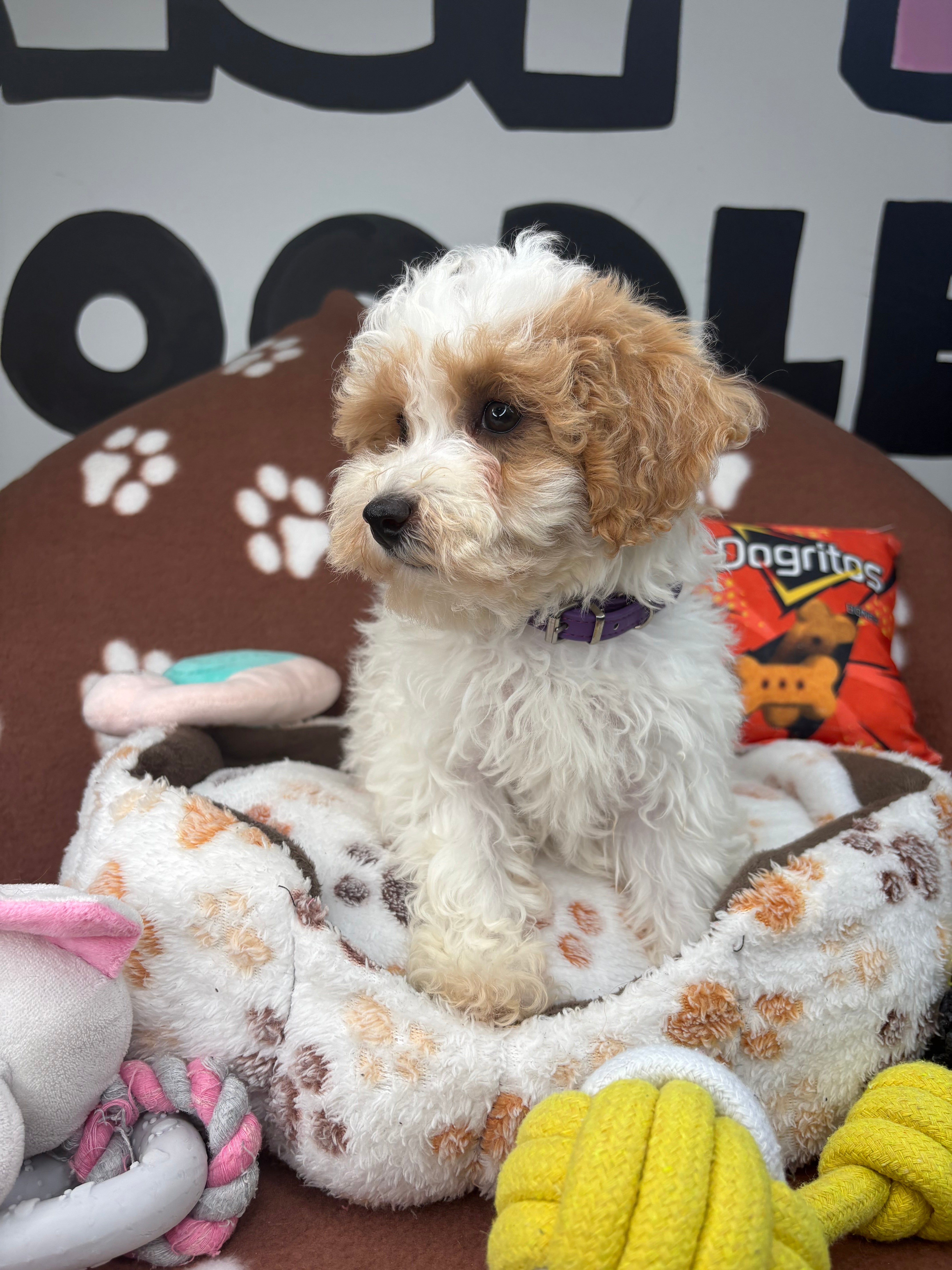 Party Colored Female Toy Poodle $1700 ($525 Deposit Only ‼️ Please Read DESCRIPTION Below‼️)