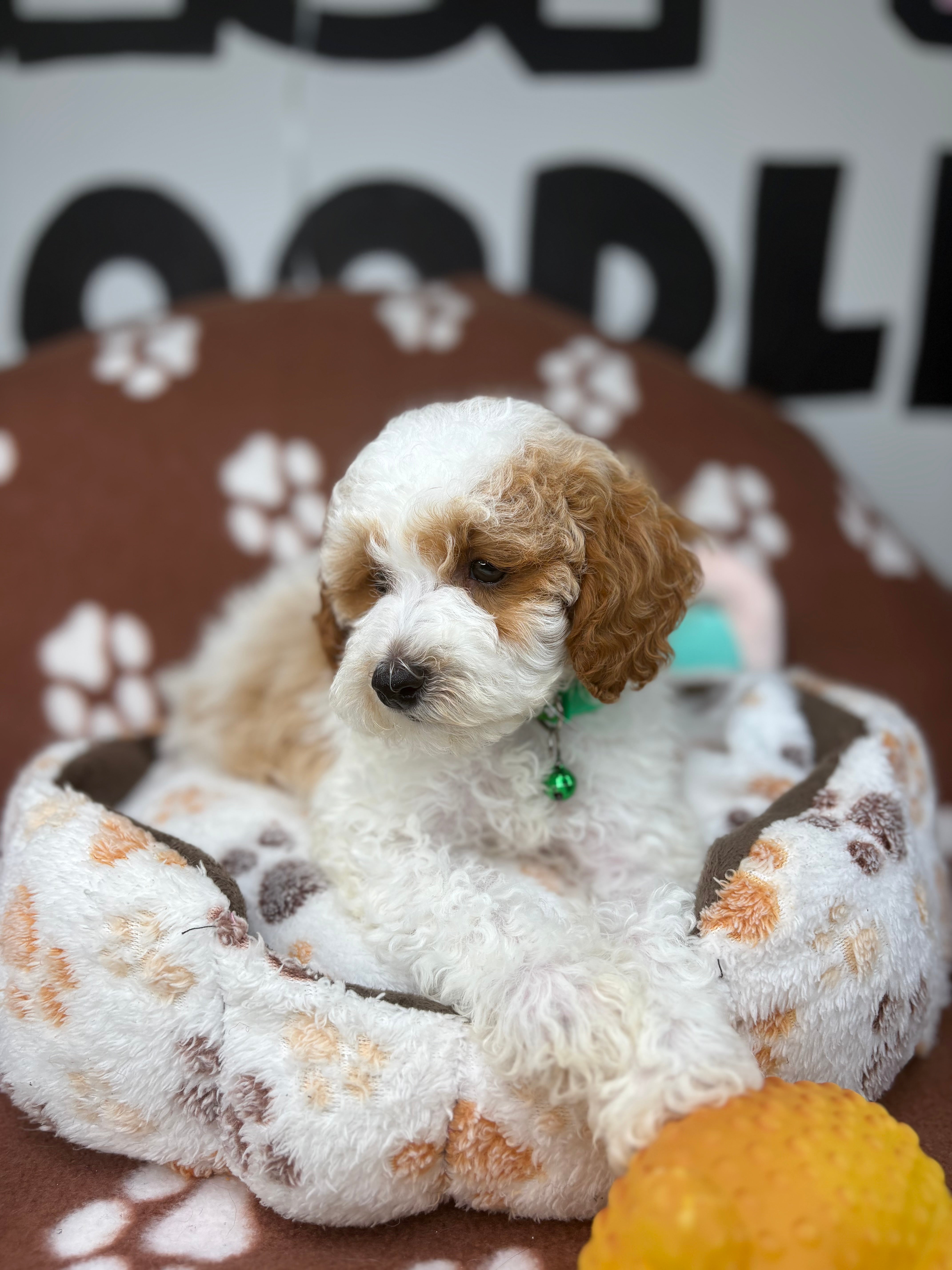 Party Colored Male Toy Poodle ‼️(Deposit Only ‼️ Please Read The Description Below ‼️)