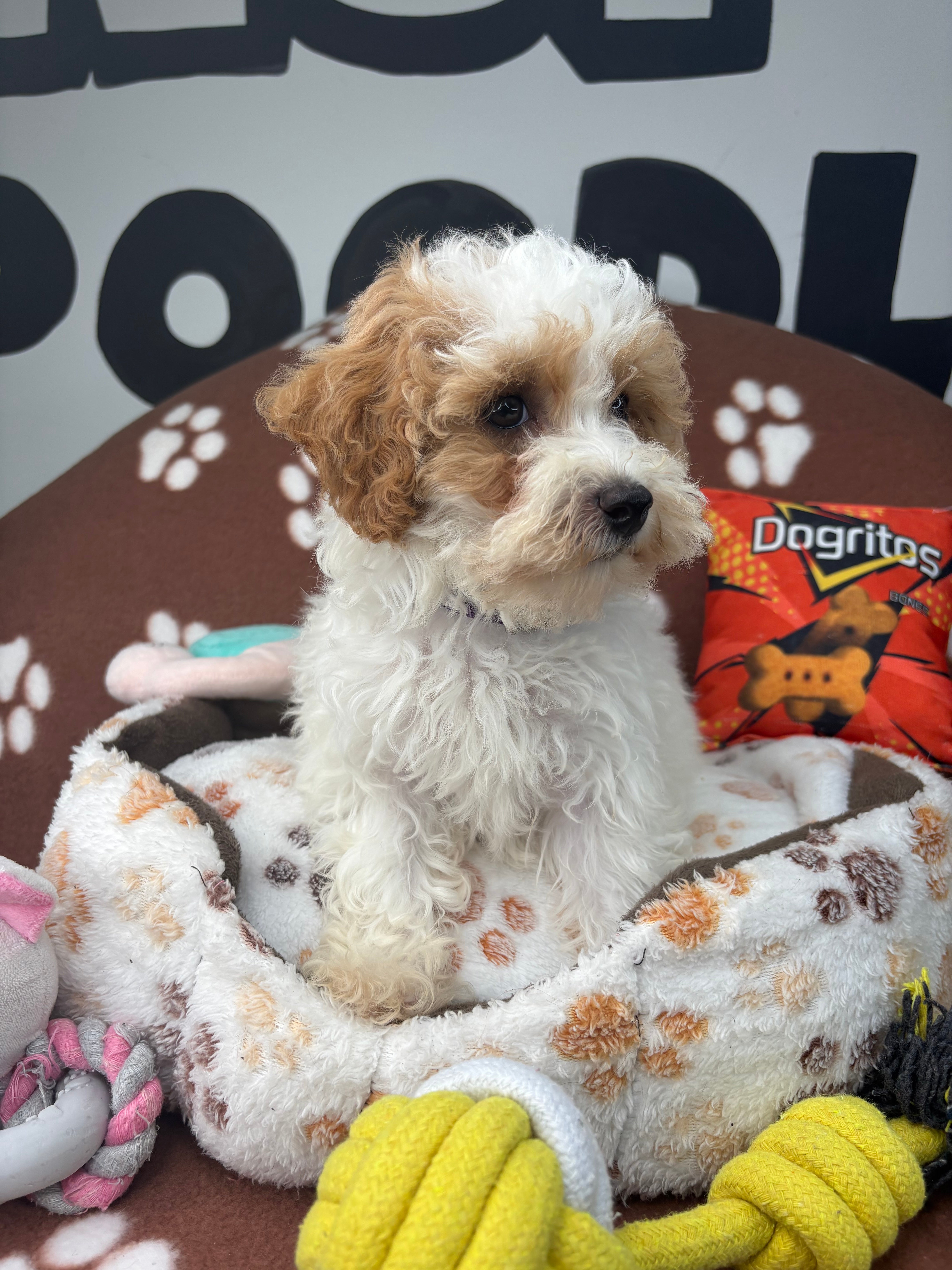 Party Colored Female Toy Poodle $1700 ($525 Deposit Only ‼️ Please Read DESCRIPTION Below‼️)