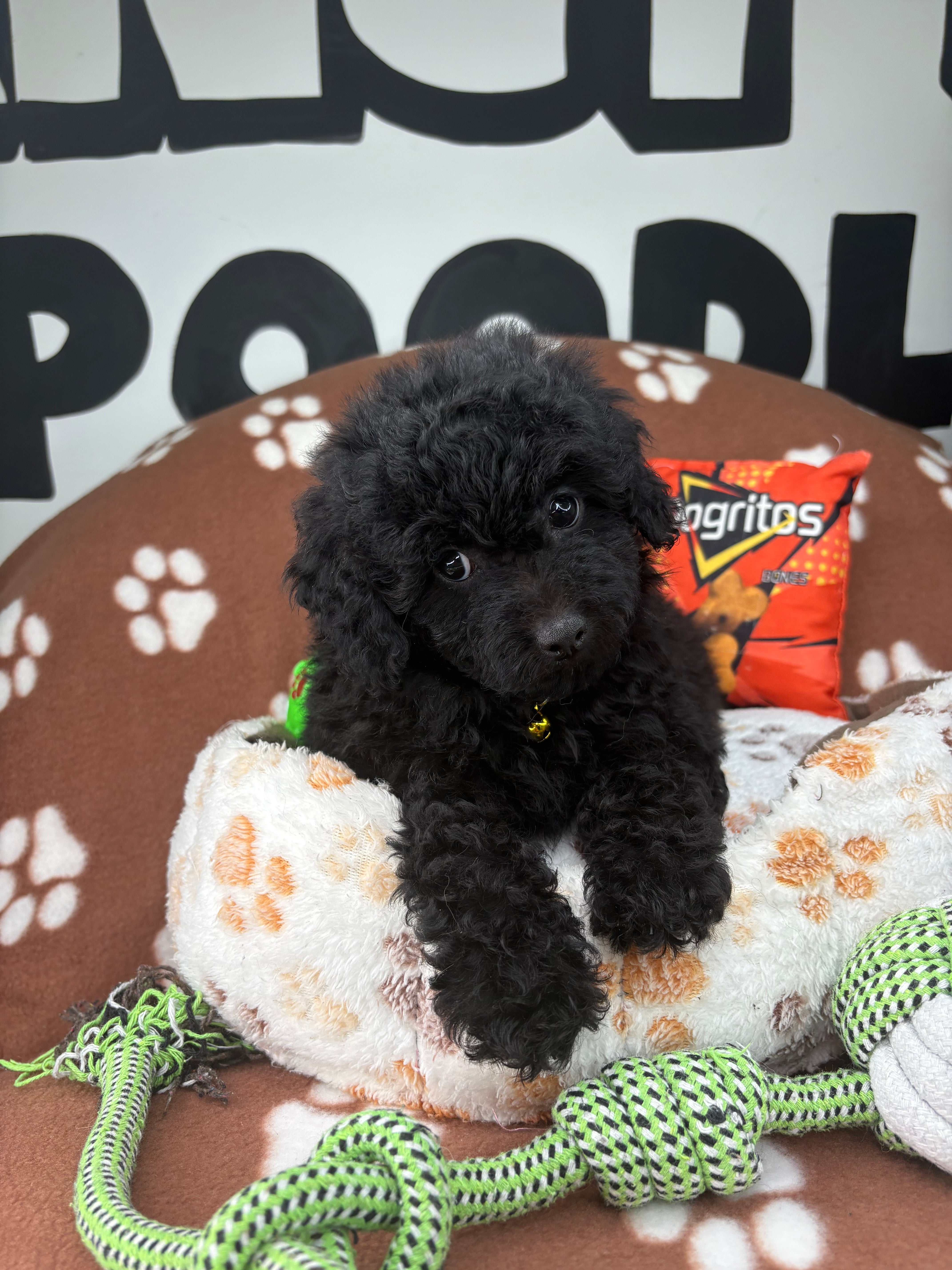 Black Female Miniature Poodle (Deposit Only ‼️ Please Read The DESCRIPTION Below‼️)