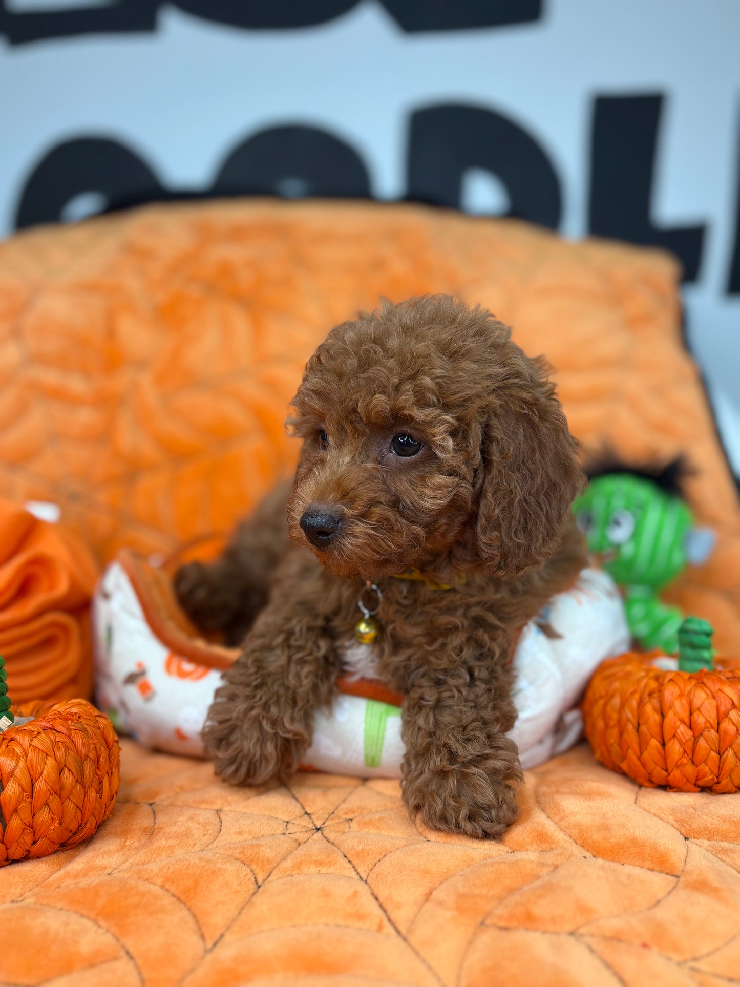 Red Male Toy Poodle ‼️(Deposit Only ‼️ Please Read The Description Below ‼️)