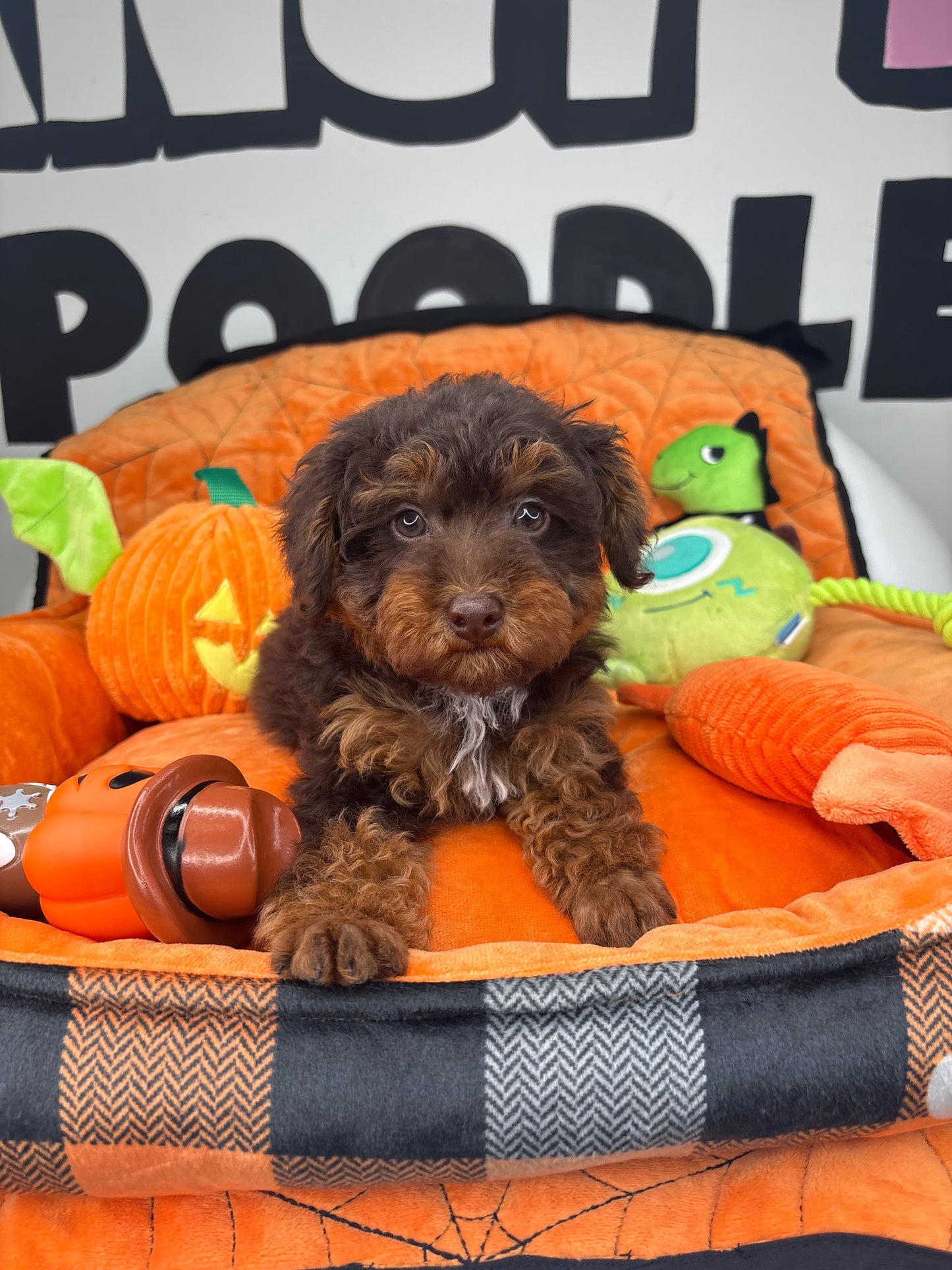 Chocolate Phantom Male Toy Poodle (Deposit Only‼️Please Read The Description Below‼️)