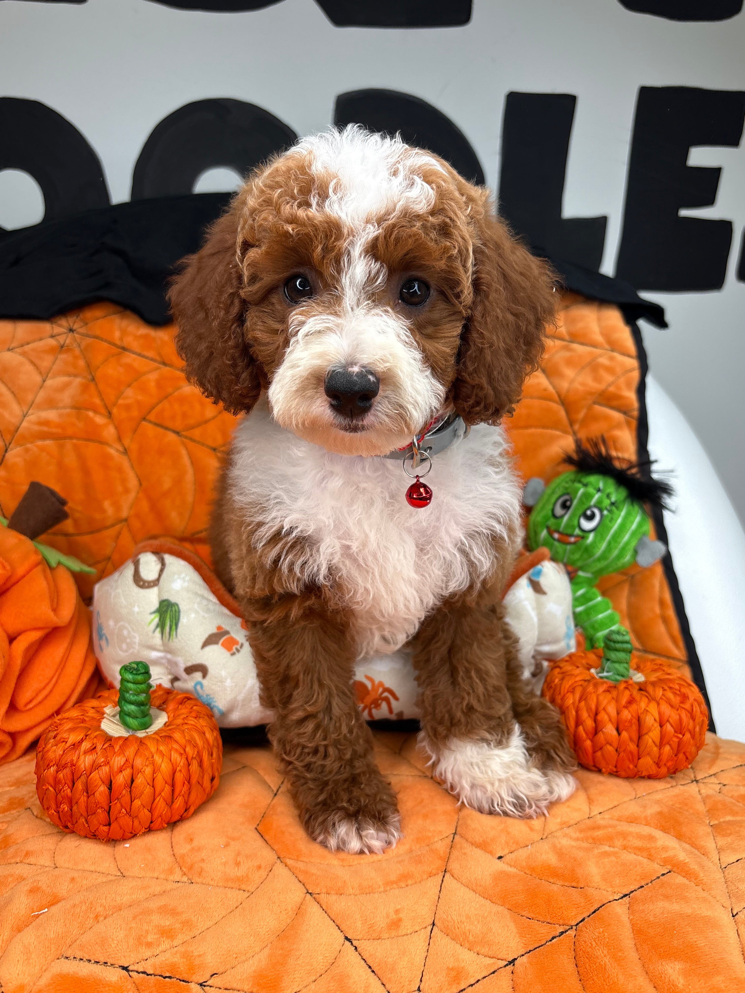 Red And White Male Miniature Poodle 🐩 (Deposit Only‼️Please Read The Description Below‼️)