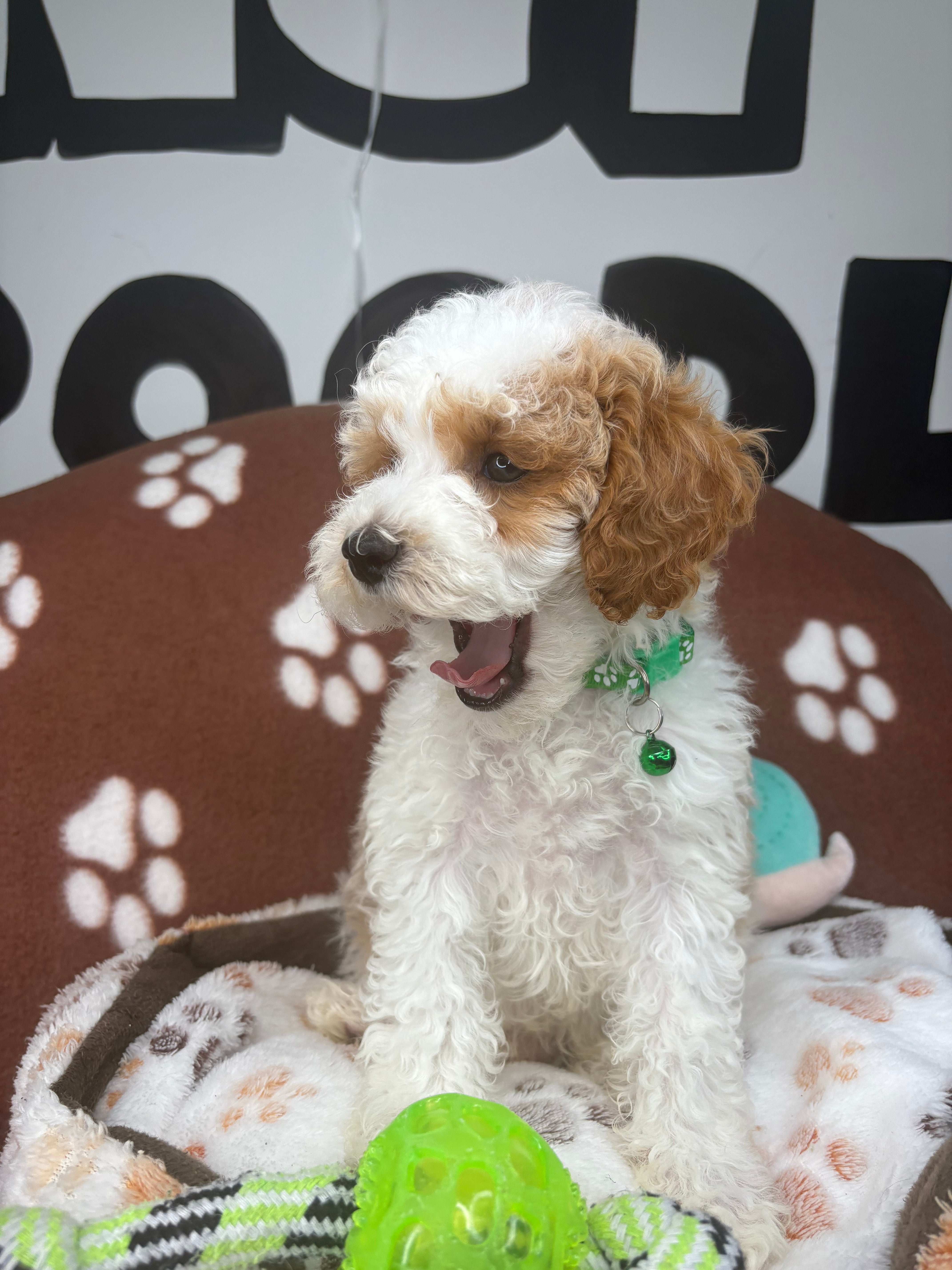 Party Colored Male Toy Poodle ‼️(Deposit Only ‼️ Please Read The Description Below ‼️)