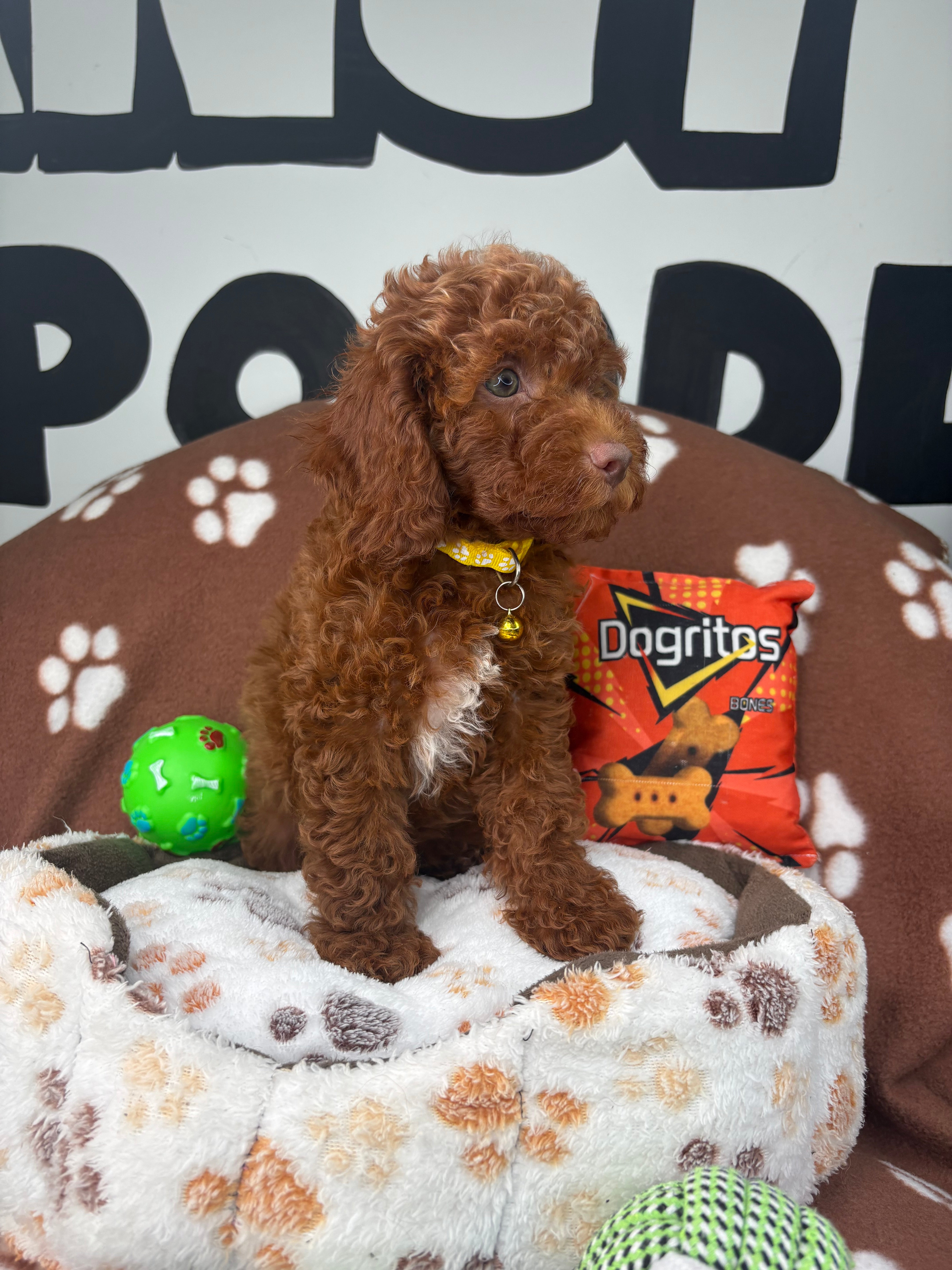 Dark Red Male (Blue Eyes Red Nose)  Miniature Poodle ( Deposit Only, Please Read The DESCRIPTION Below‼️)