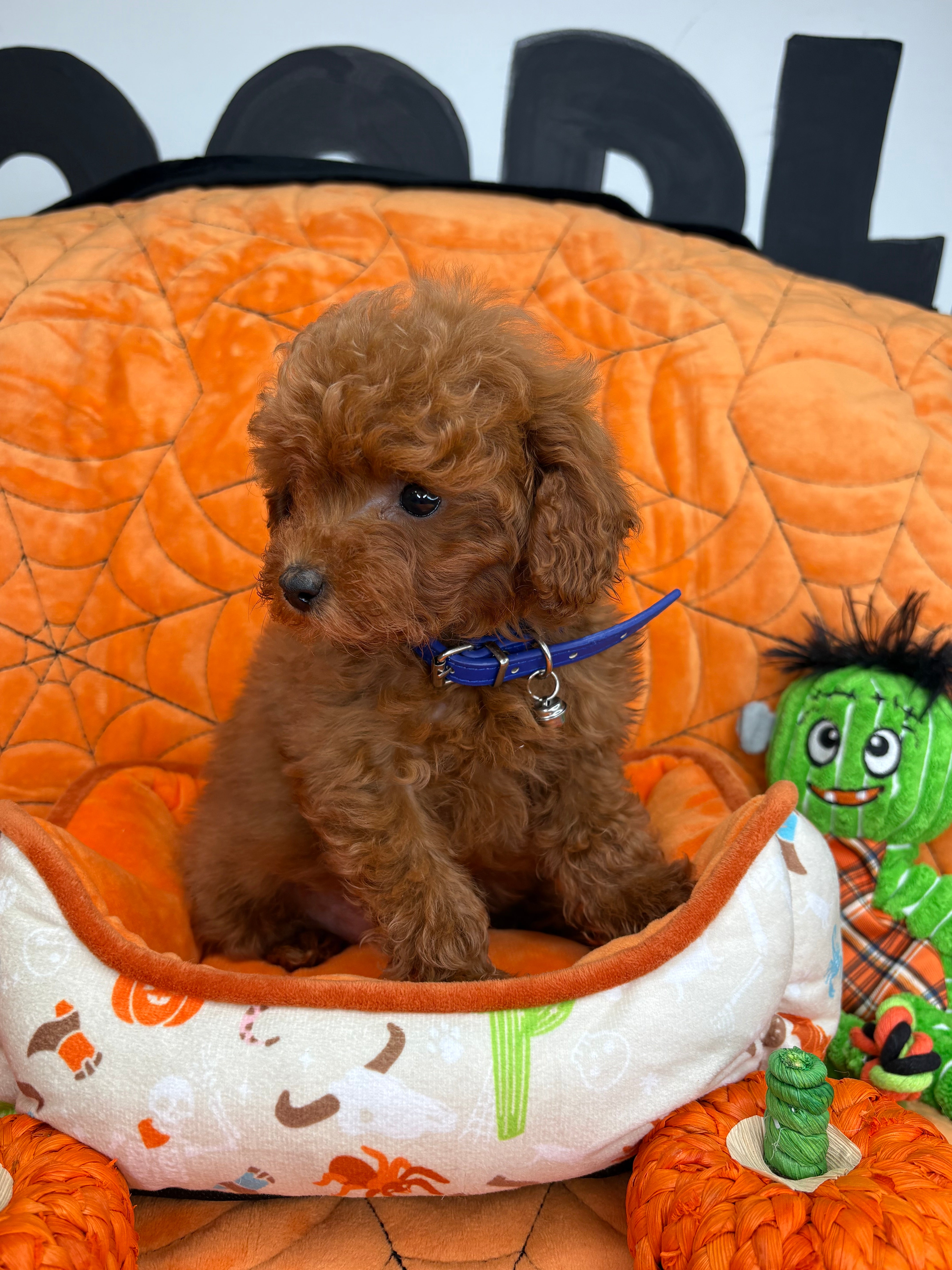 Dark Red Female Micro Poodle (Deposit Only ‼️ Please Read DESCRIPTION Below‼️)