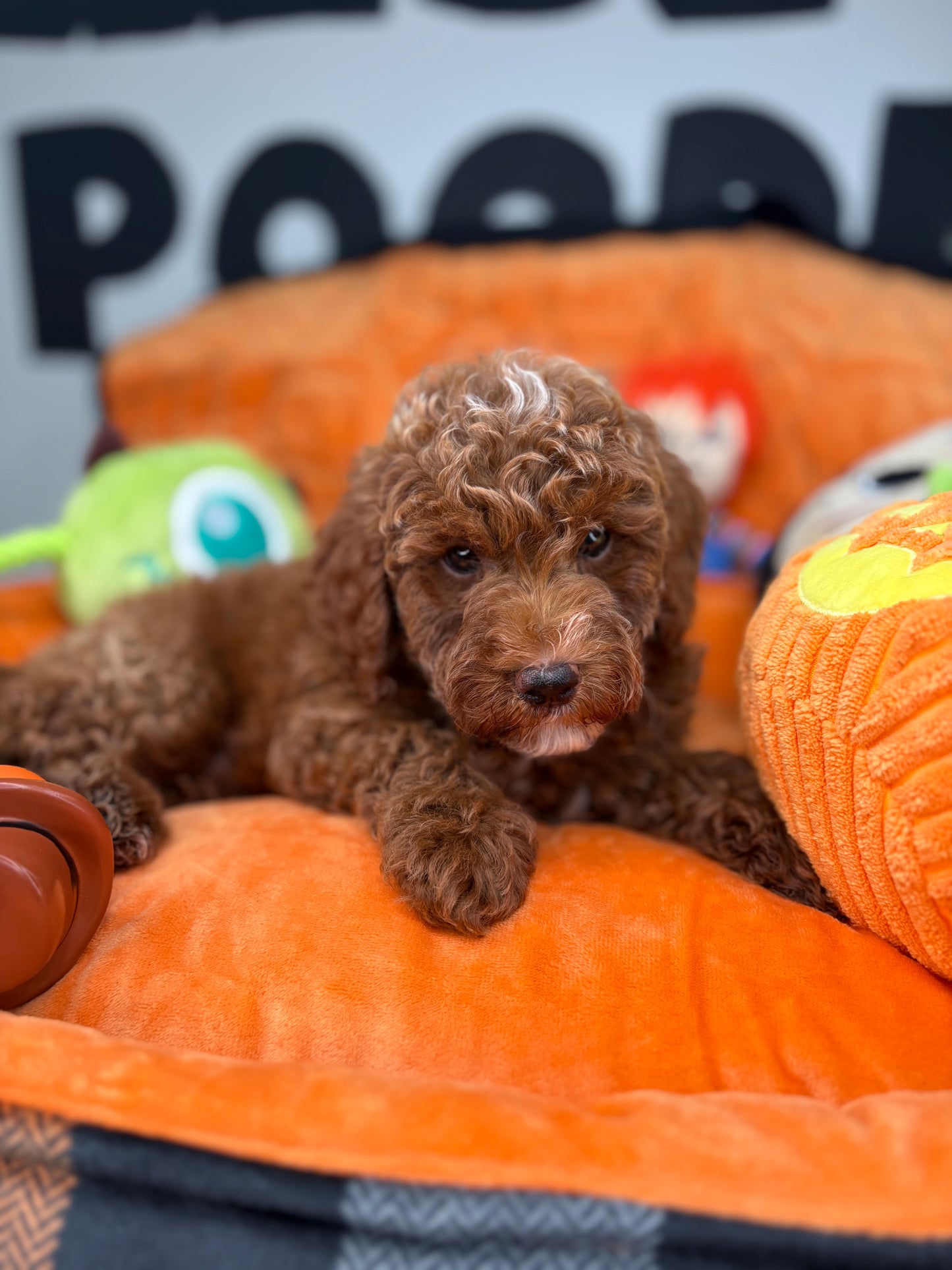 Red Male Toy Poodle ( Deposit Only, Please Read The DESCRIPTION Below‼️)