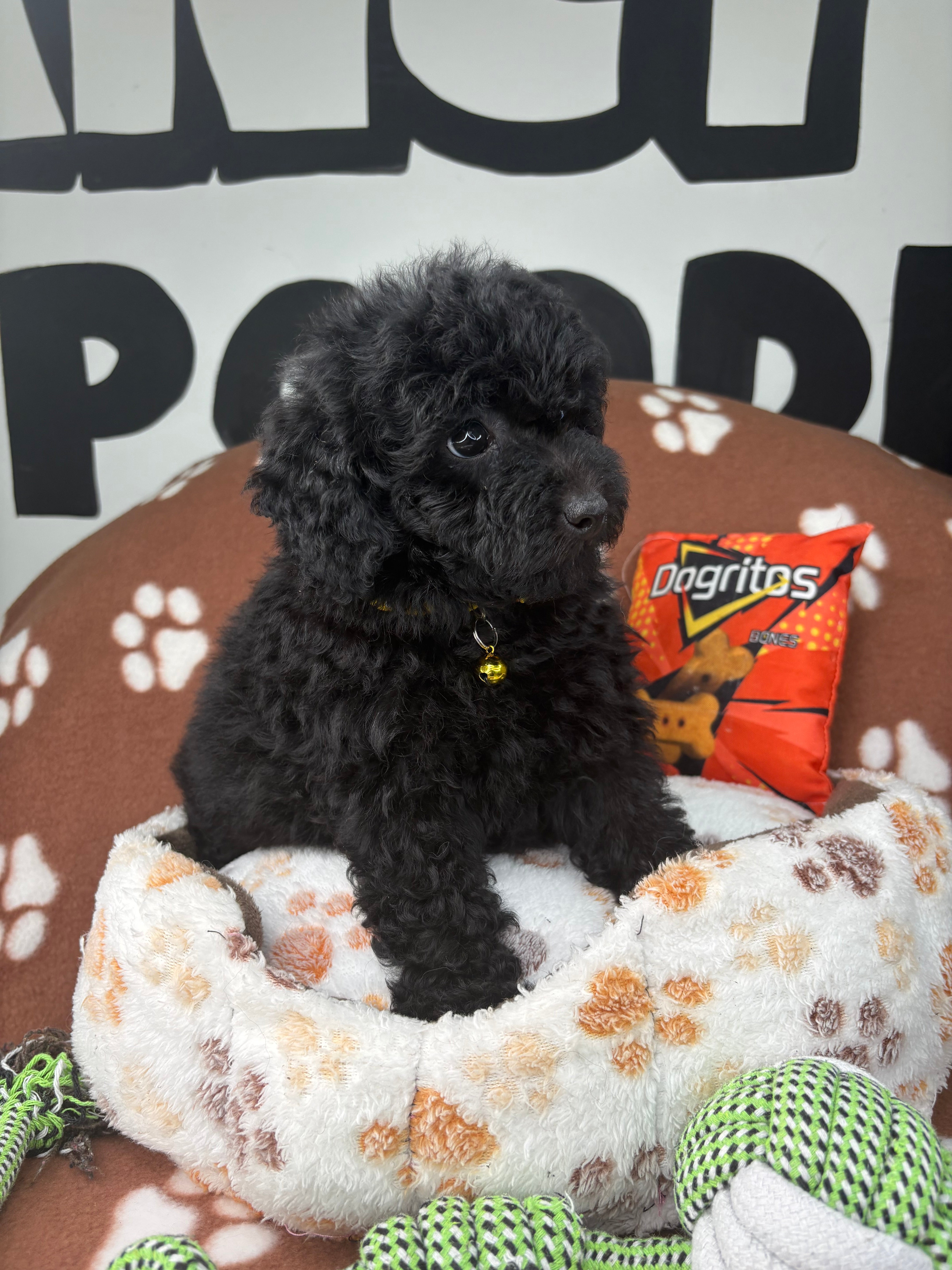 Black Female Miniature Poodle (Deposit Only ‼️ Please Read The DESCRIPTION Below‼️)