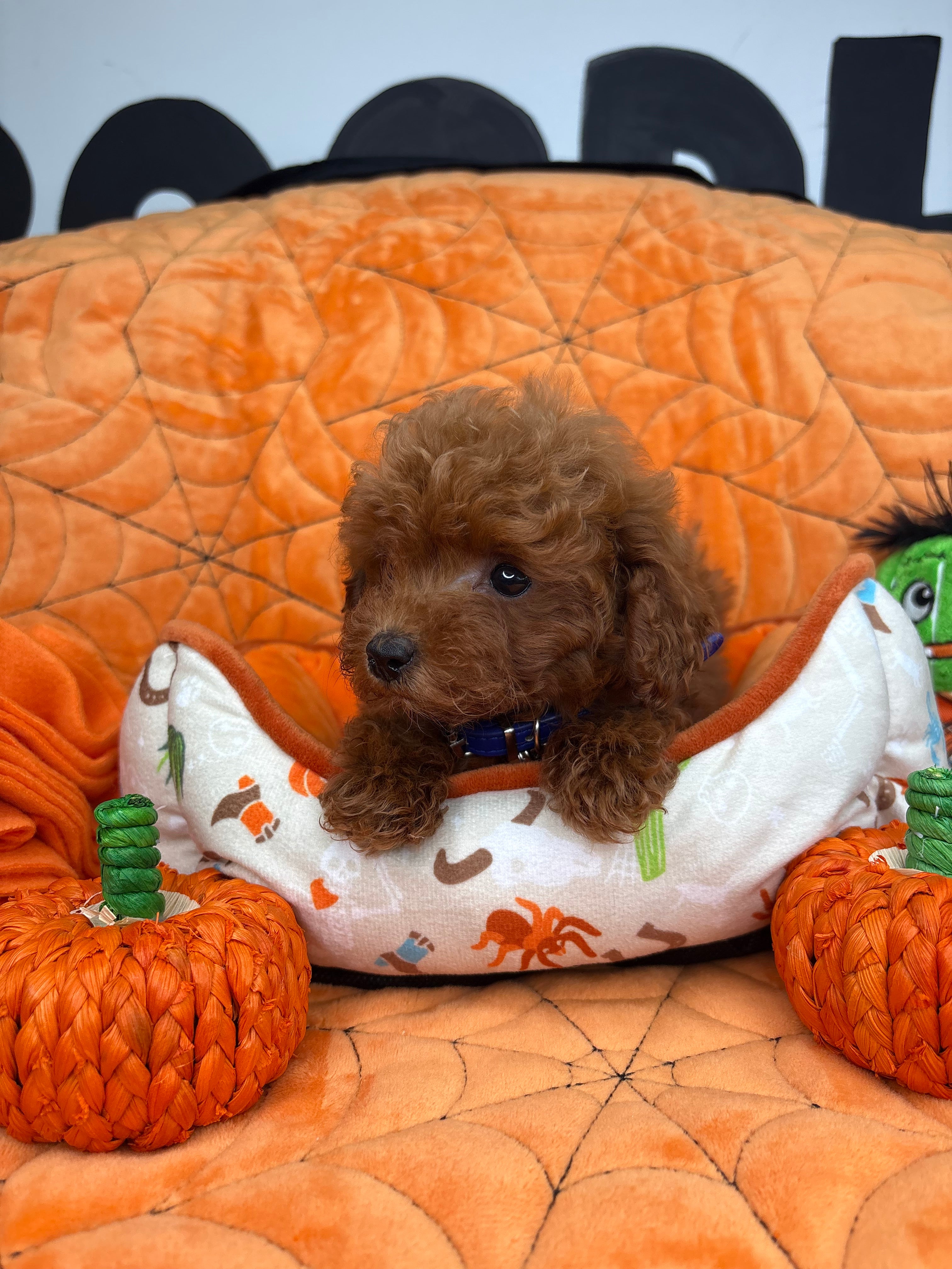 Dark Red Female Micro Poodle (Deposit Only ‼️ Please Read DESCRIPTION Below‼️)