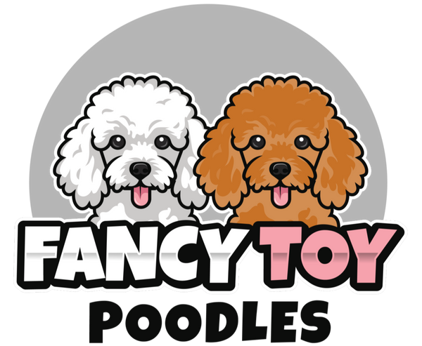 The Fancy Toy Poodle Store 