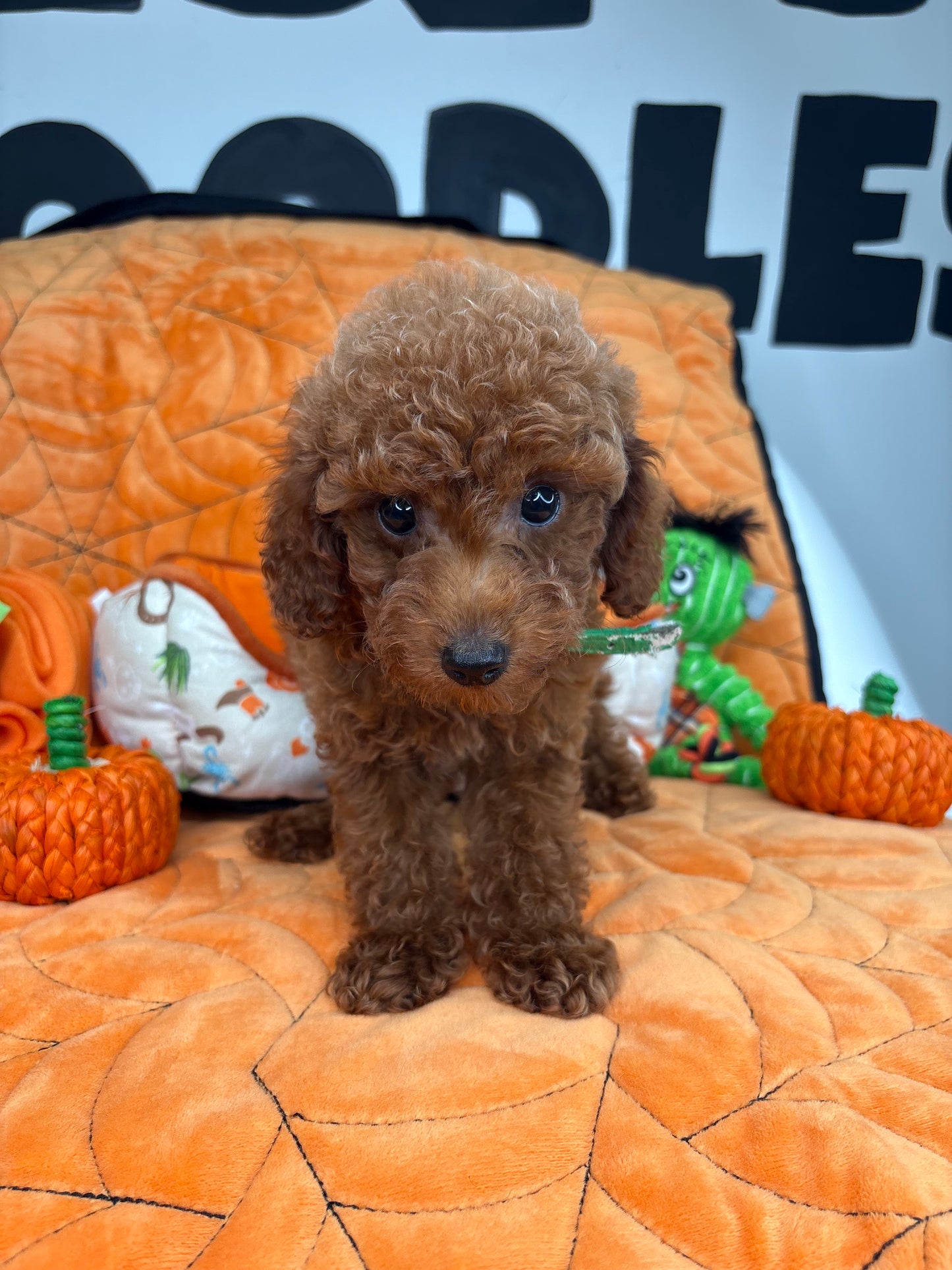 Red Male Teacup Poodle (Deposit Only‼️ Please Red The DESCRIPTION Below‼️)