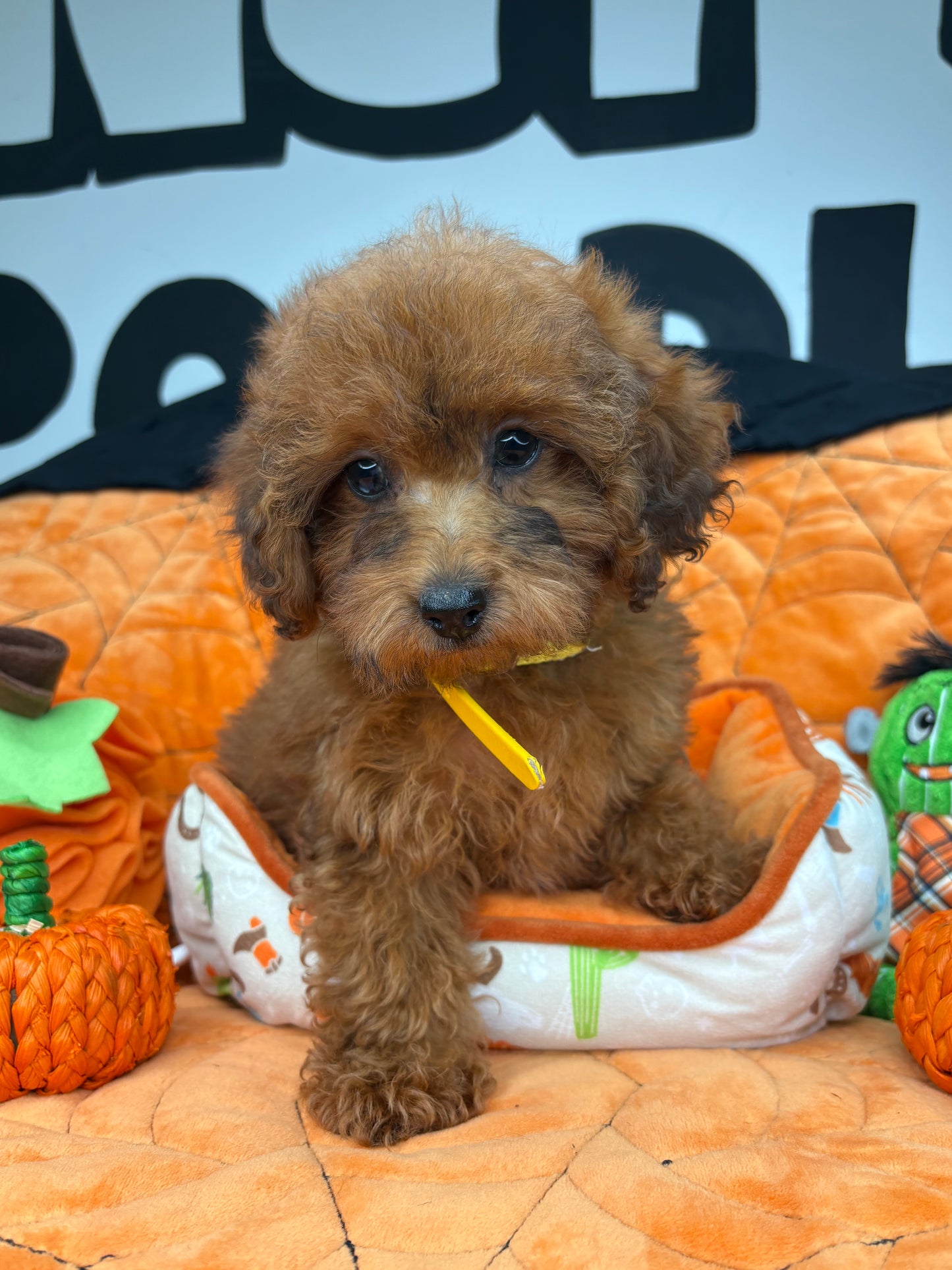 Brindle Male Toy Poodle (Deposit Only, Please Read The Description Below‼️)