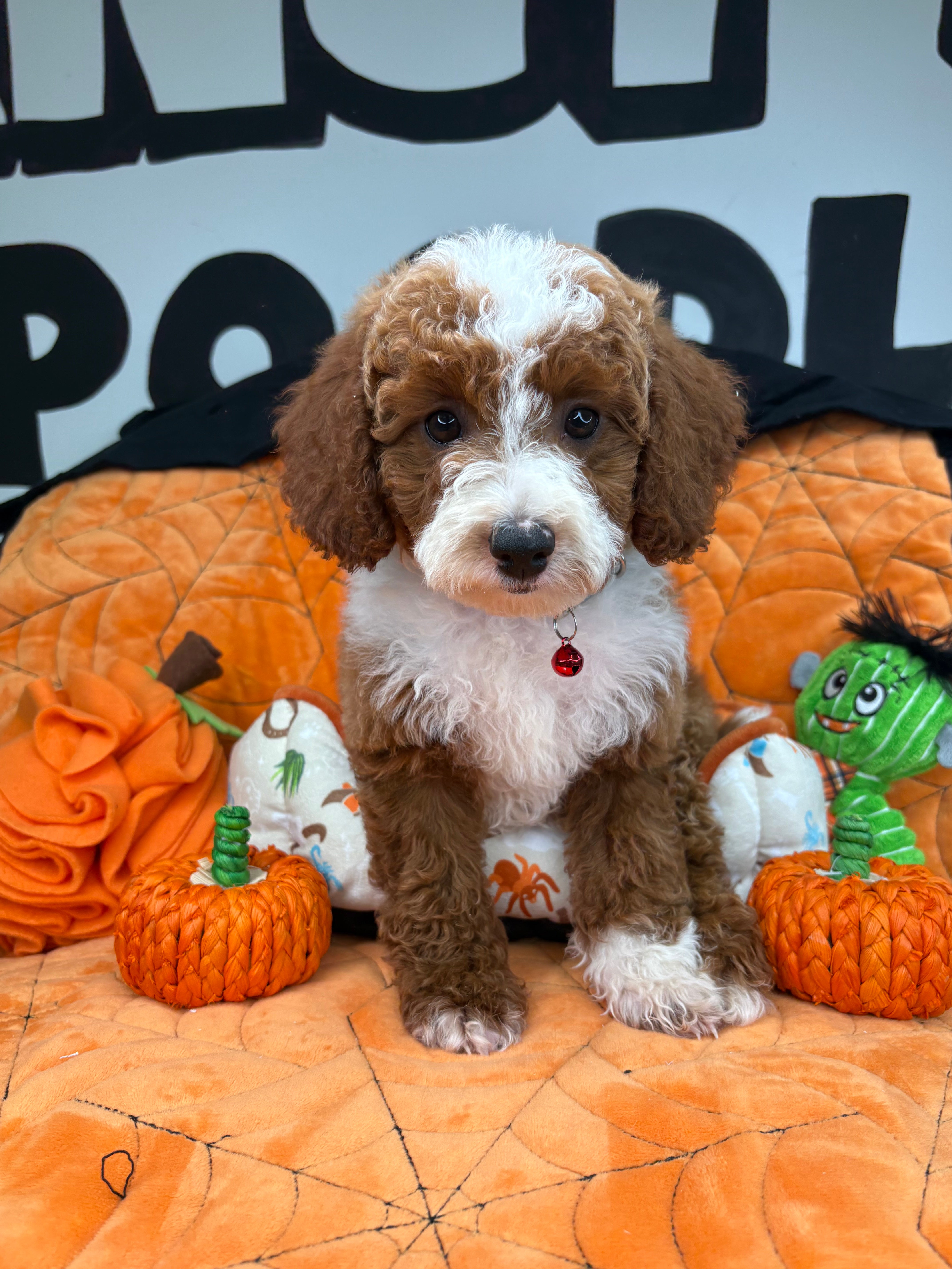 Red And White Male Miniature Poodle 🐩 (Deposit Only‼️Please Read The Description Below‼️)