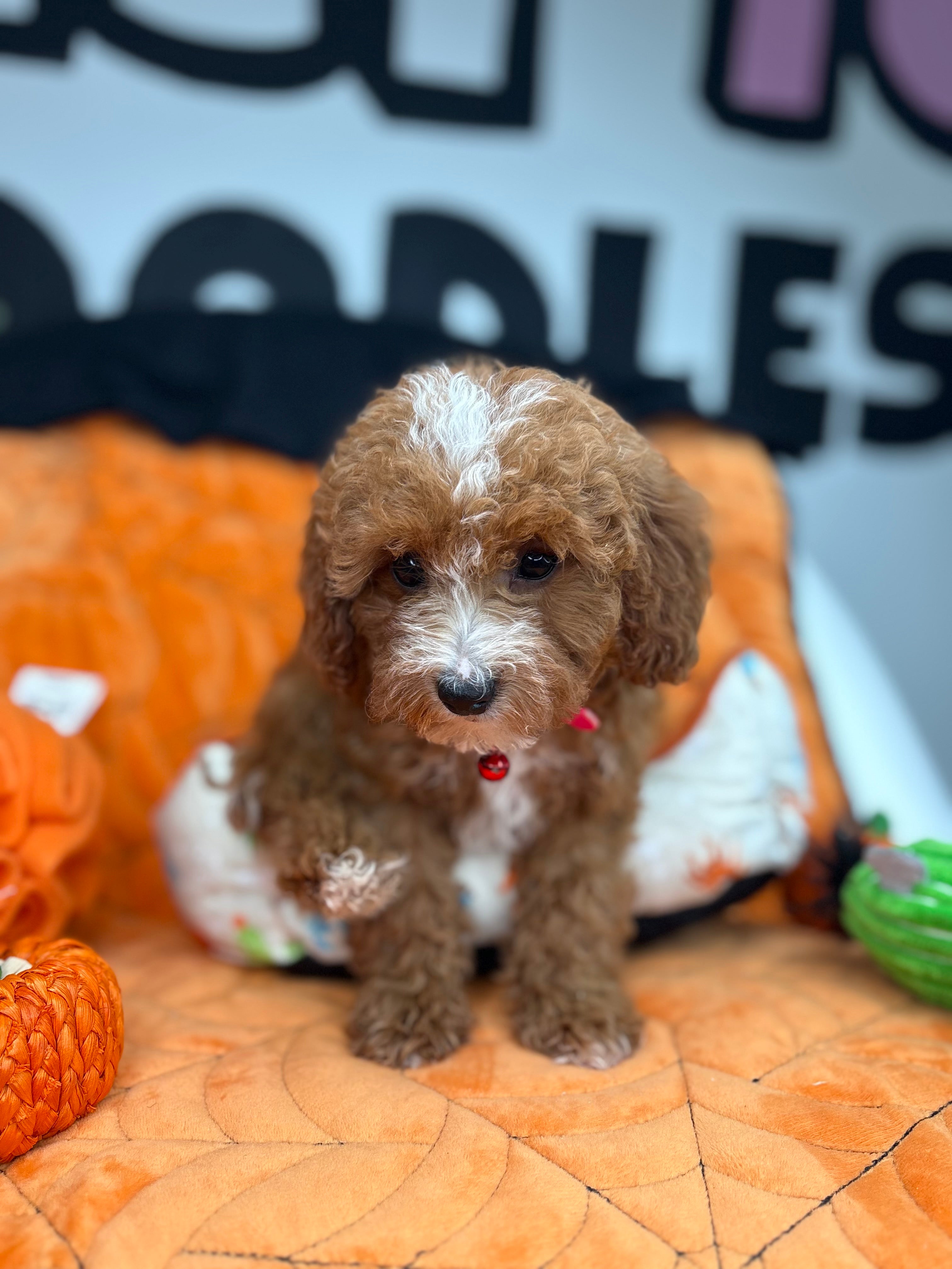 Red And White Female Miniture Poodle (Deposit Only, Please Read The Description Below‼️)