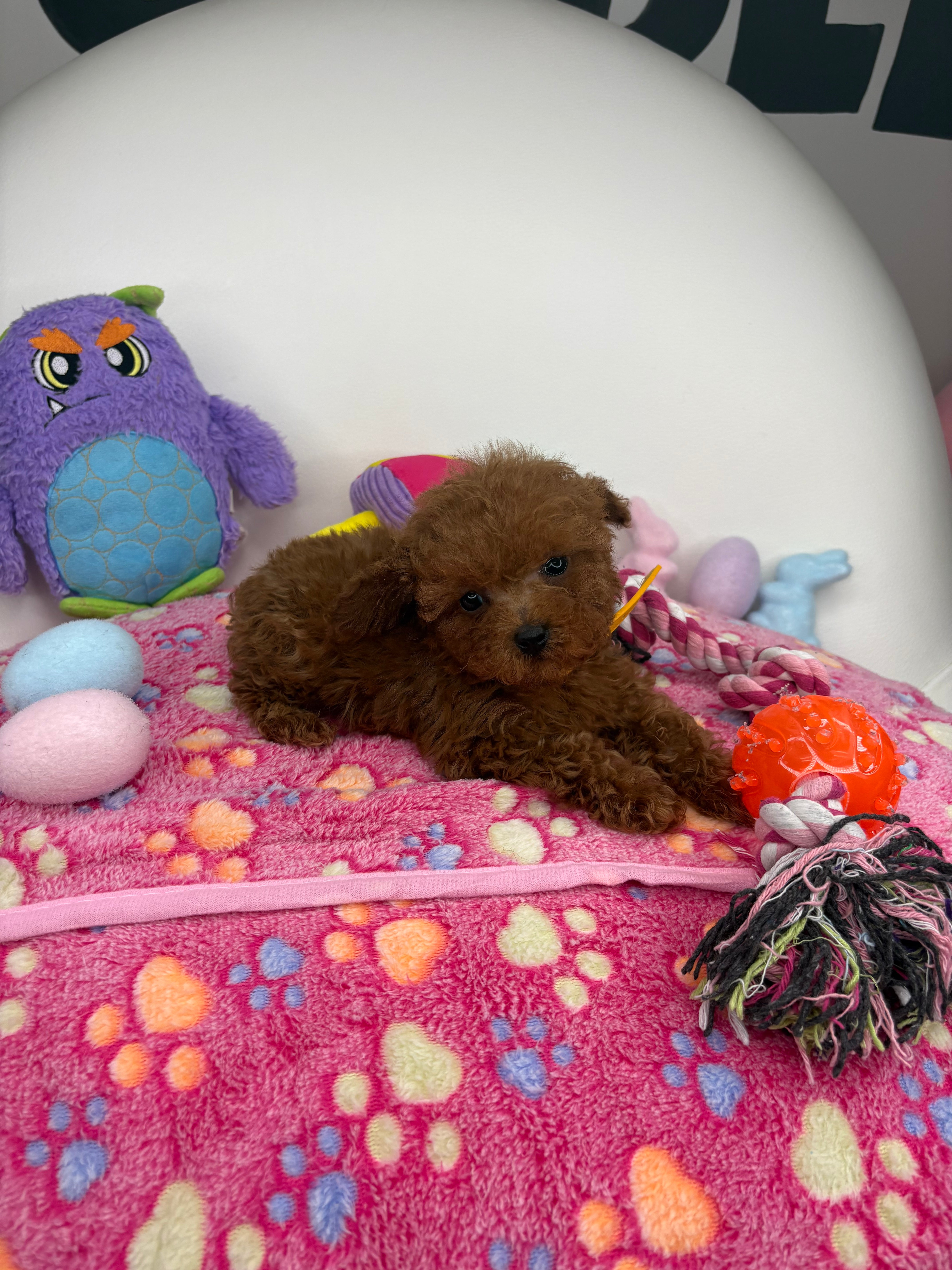 Dark Red Male Micro Poodle Deposit Only‼️ (Please DESCRIPTION Read Below‼️)