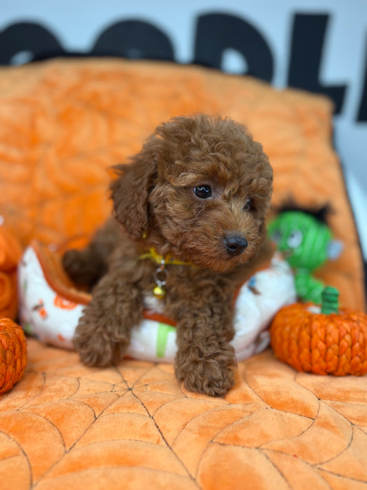 Red Male Toy Poodle ‼️(Deposit Only ‼️ Please Read The Description Below ‼️)