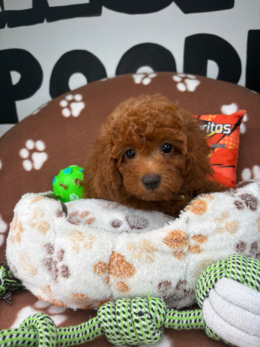 Dark Red Male Miniture Poodle (Deposit Only, Please Read The Description Below‼️)