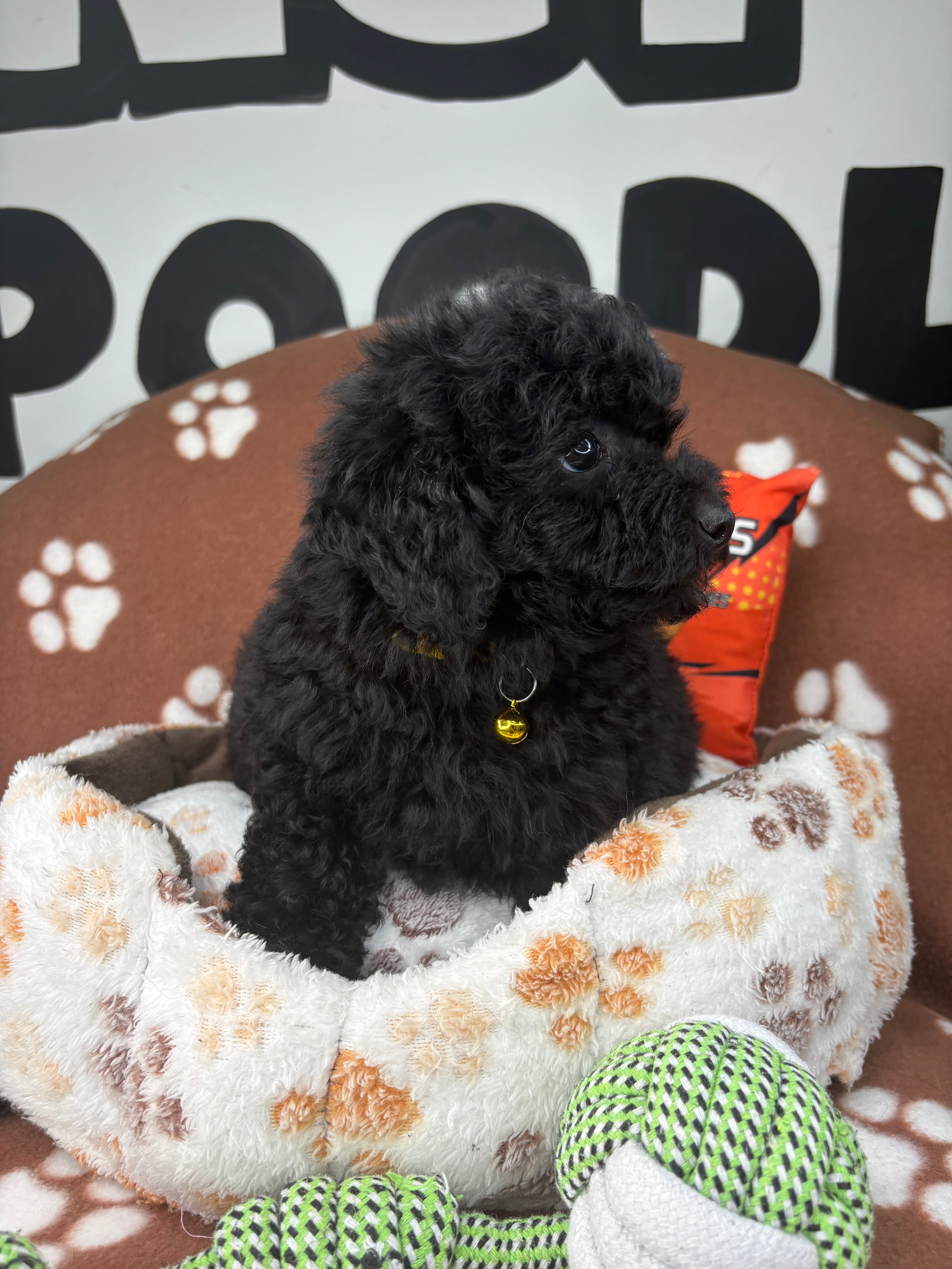 Black Female Miniature Poodle (Deposit Only ‼️ Please Read The DESCRIPTION Below‼️)