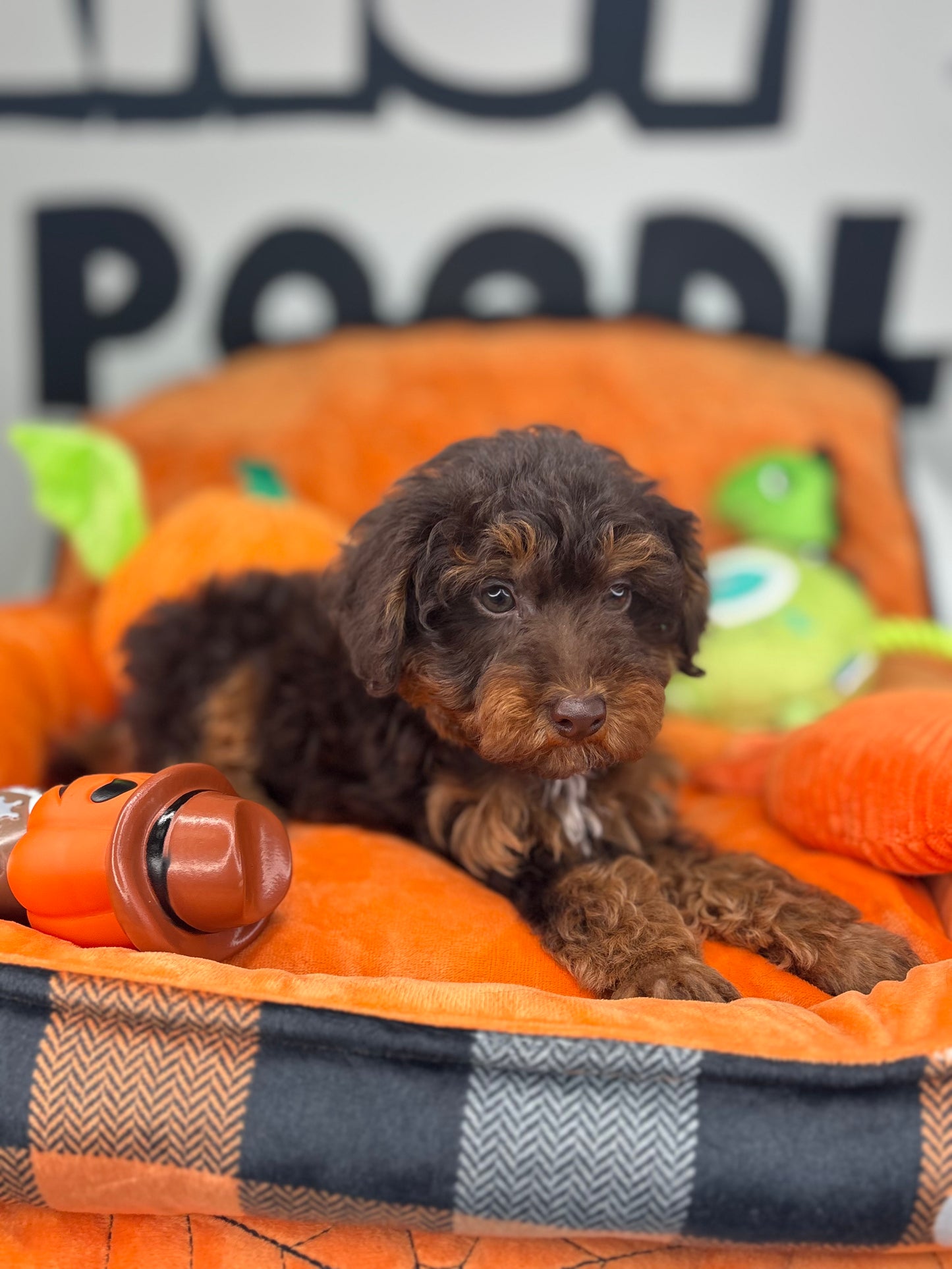 Chocolate Phantom Male Toy Poodle (Deposit Only‼️Please Read The Description Below‼️)