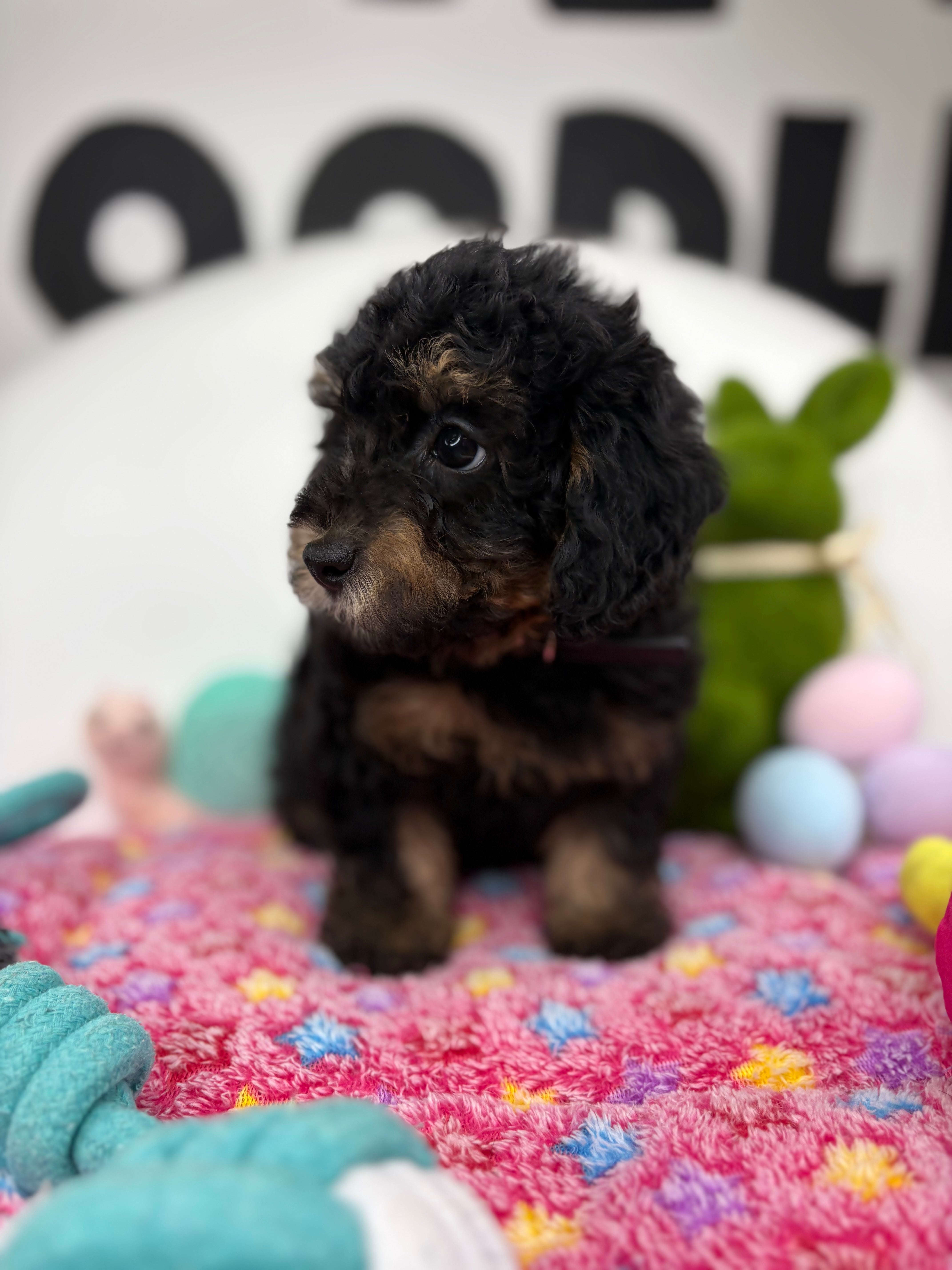 Red Phantom Male Teacup Poodle (Deposit Only Please Read The DESCRIPTION Below‼️