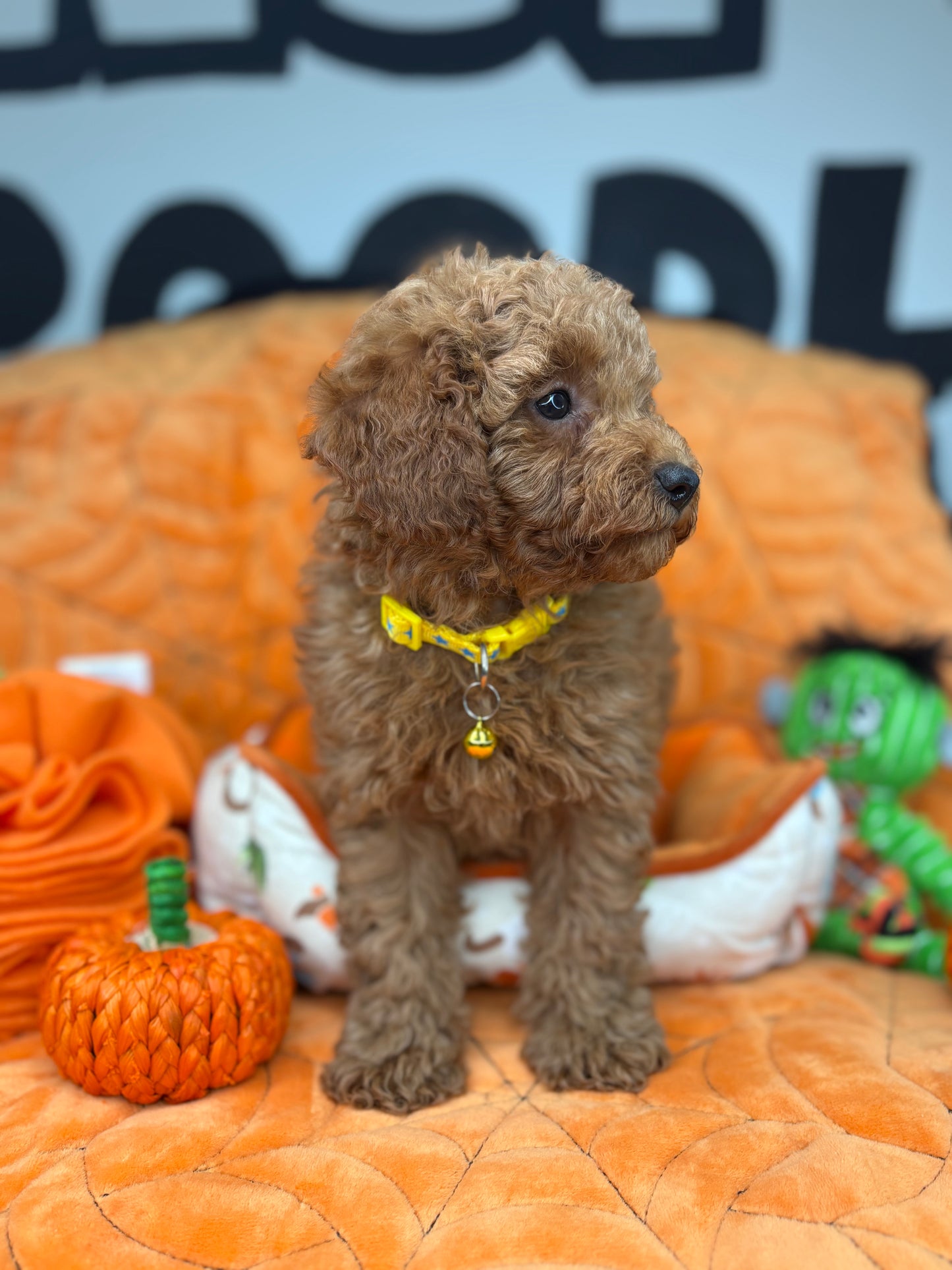 Apricot Female Toy Poodle ( Deposit Only, Please Read The DESCRIPTION Below‼️)