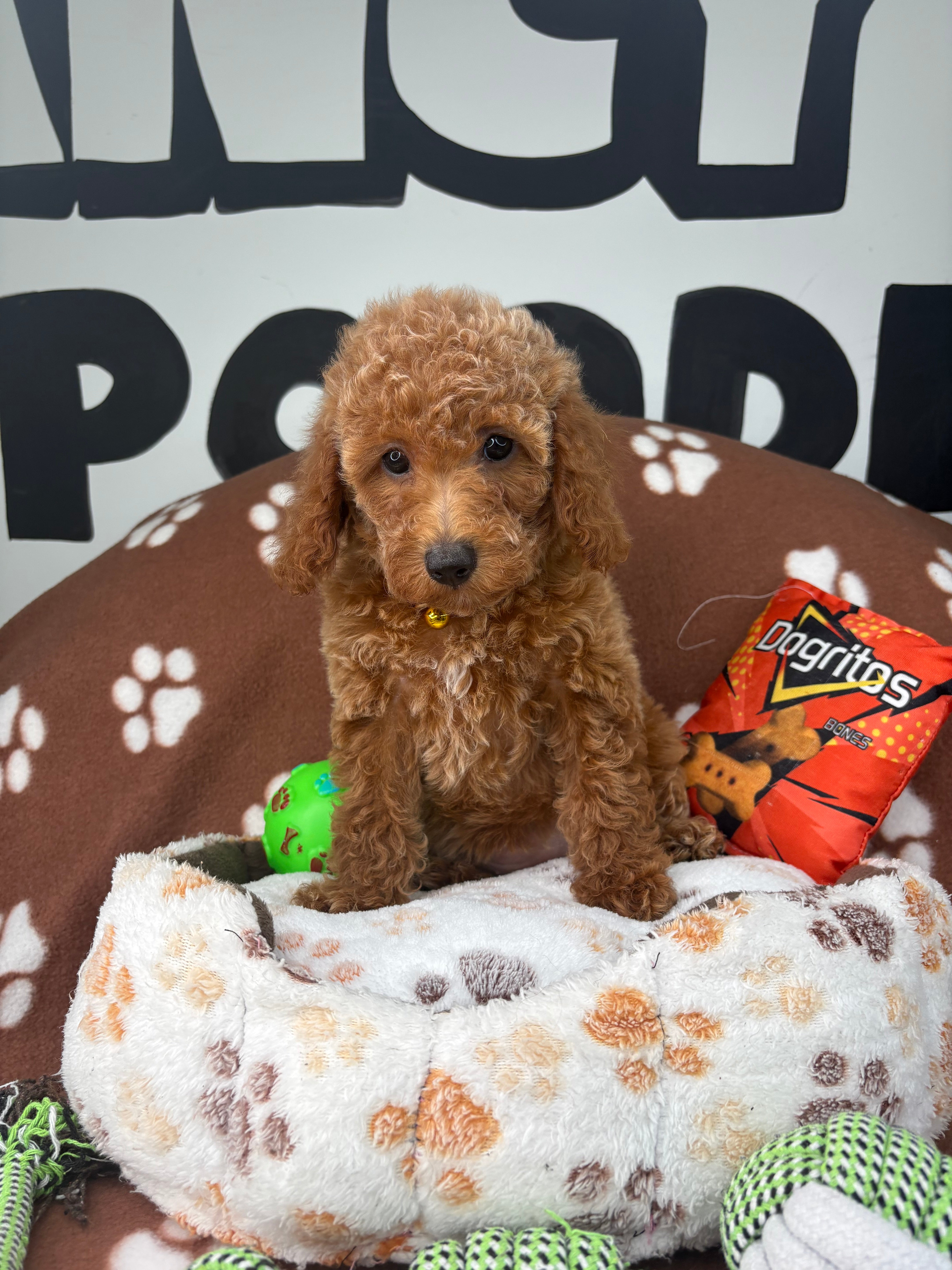Apricot Female Miniature Poodle (Deposit Only, Please Read The Description Below‼️)