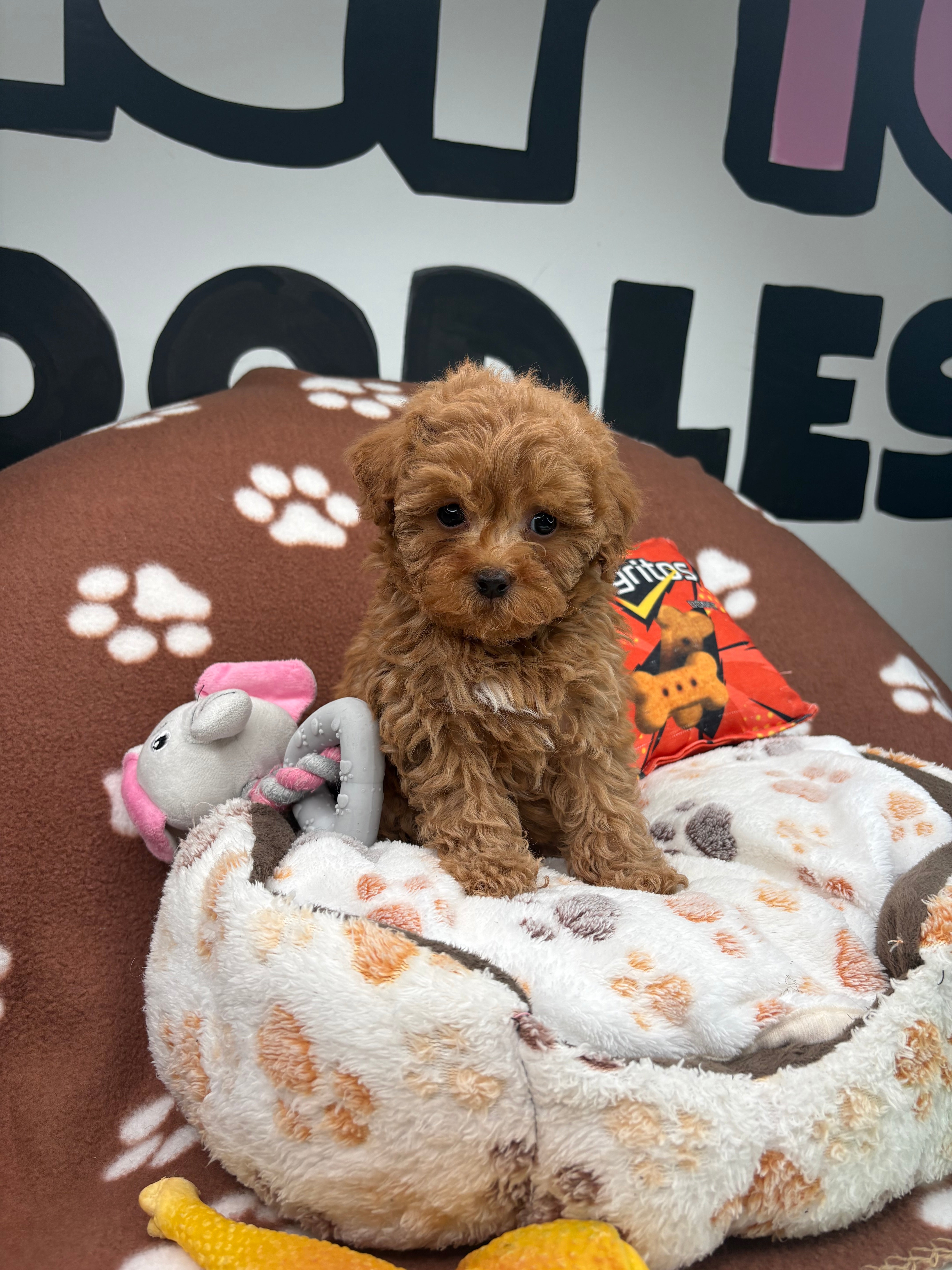 Red Male Teacup Poodle (Deposit Only‼️Please Read The Description Below‼️)