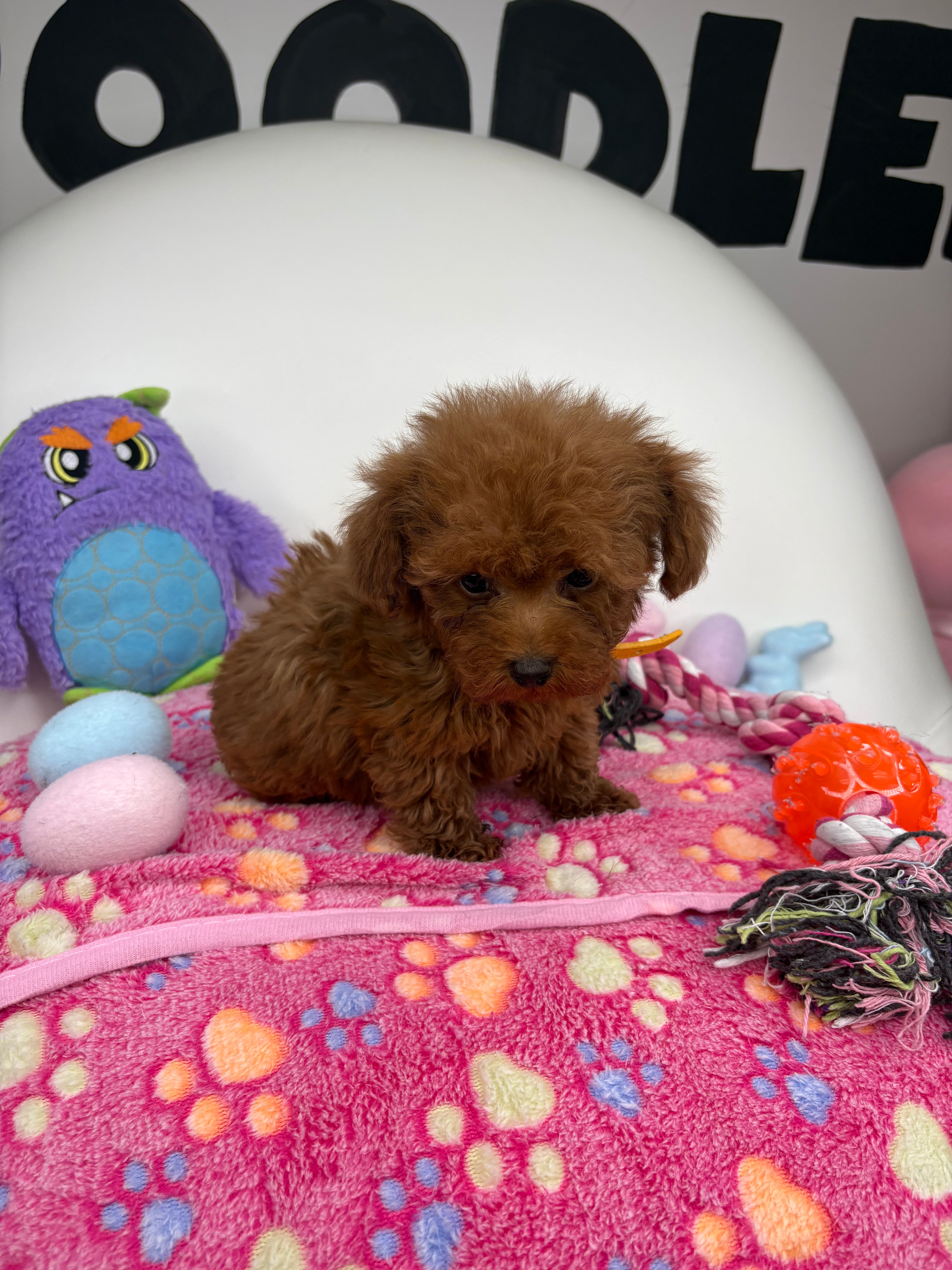 Dark Red Male Micro Poodle Deposit Only‼️ (Please DESCRIPTION Read Below‼️)