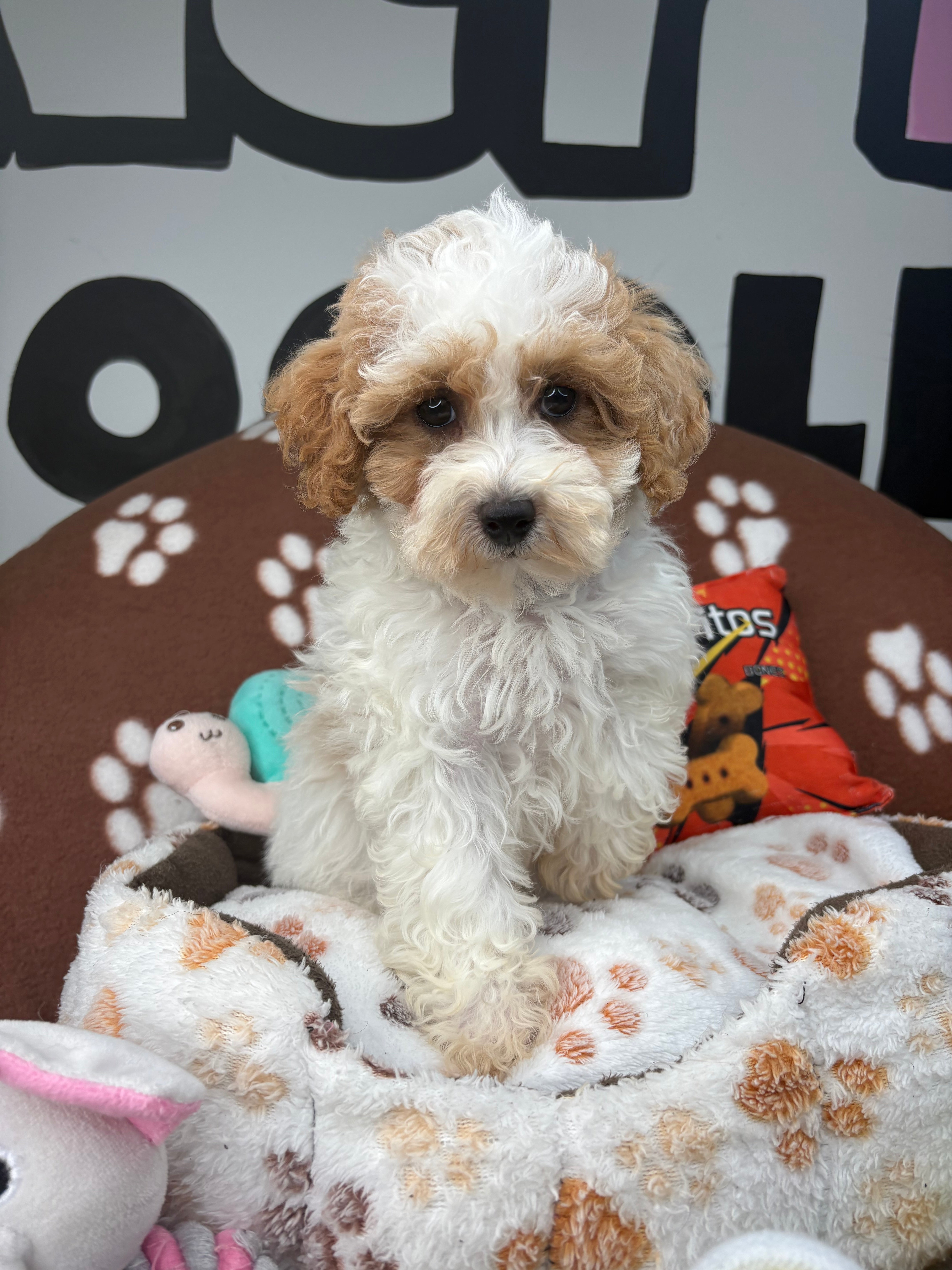 Party Colored Female Toy Poodle $1700 ($525 Deposit Only ‼️ Please Read DESCRIPTION Below‼️)