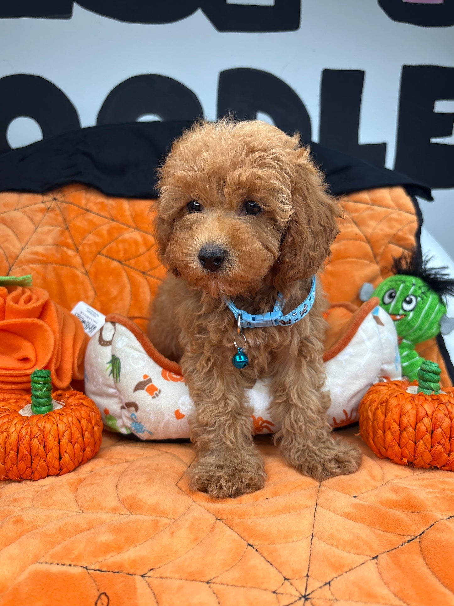 Apricot Male Toy Poodle (Deposit Only ‼️ Please Read DESCRIPTION Below‼️)